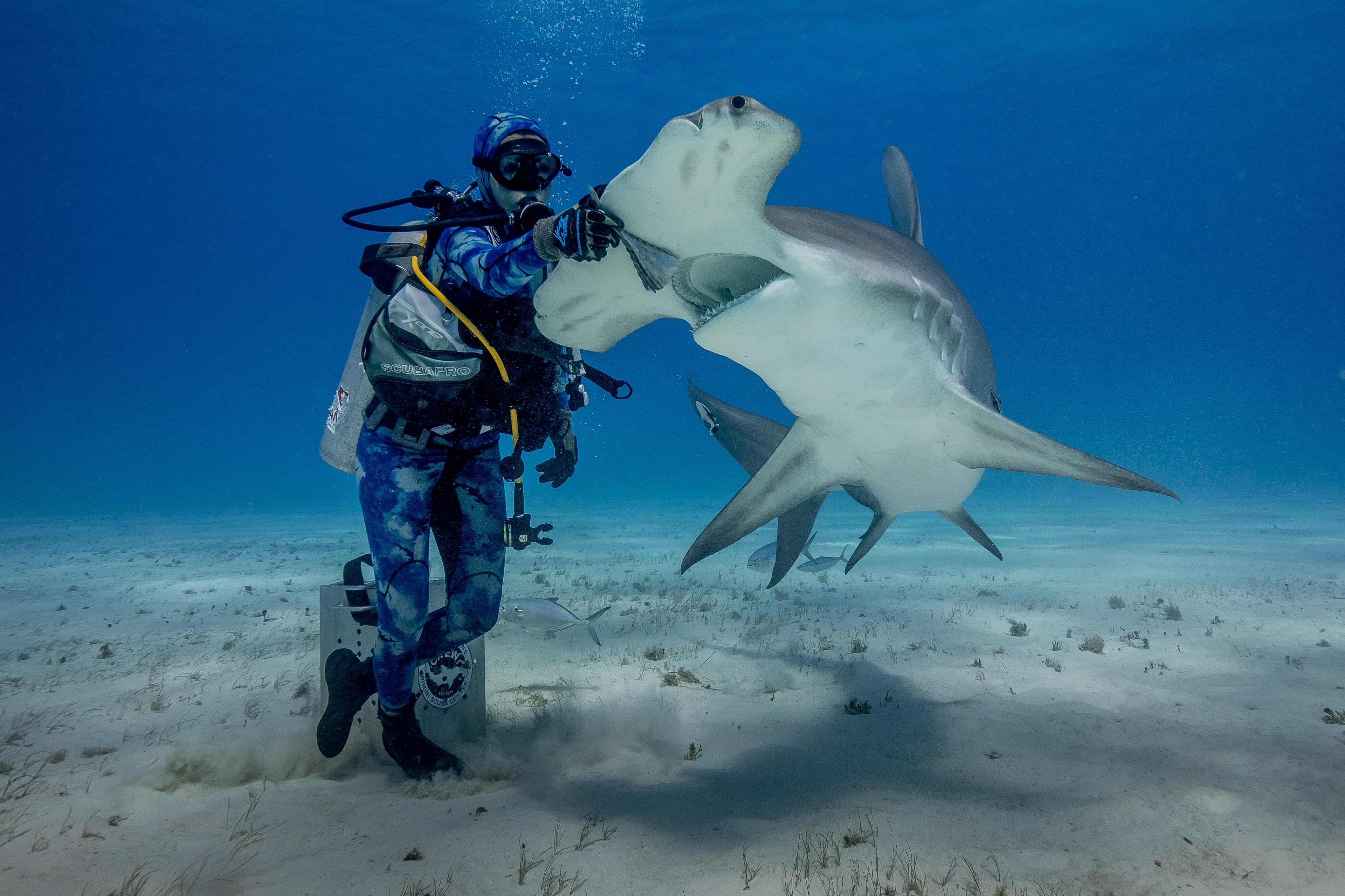 Bimini Great Hammerheads