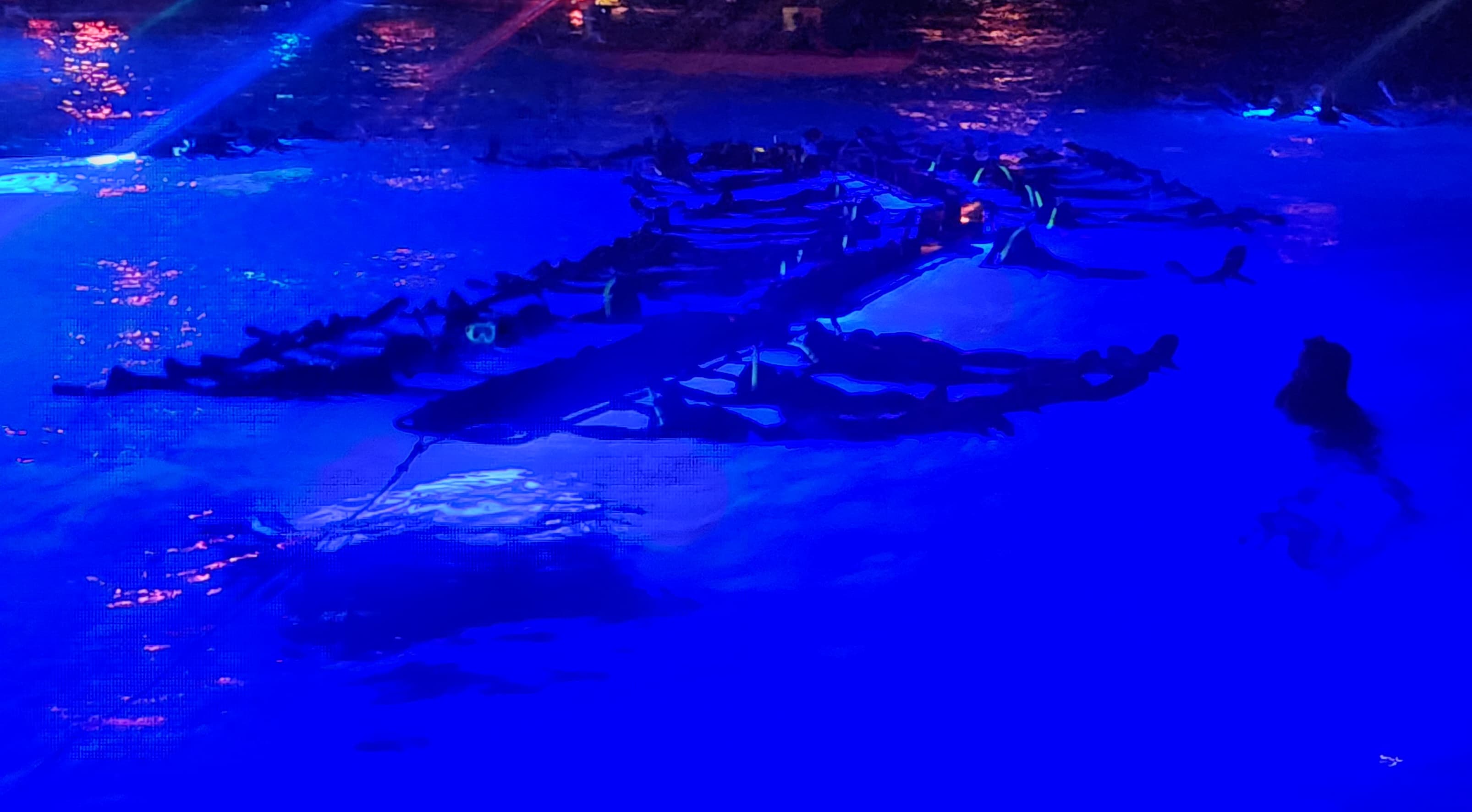 Manta Ray Night Dive (Garden Eel Cove)