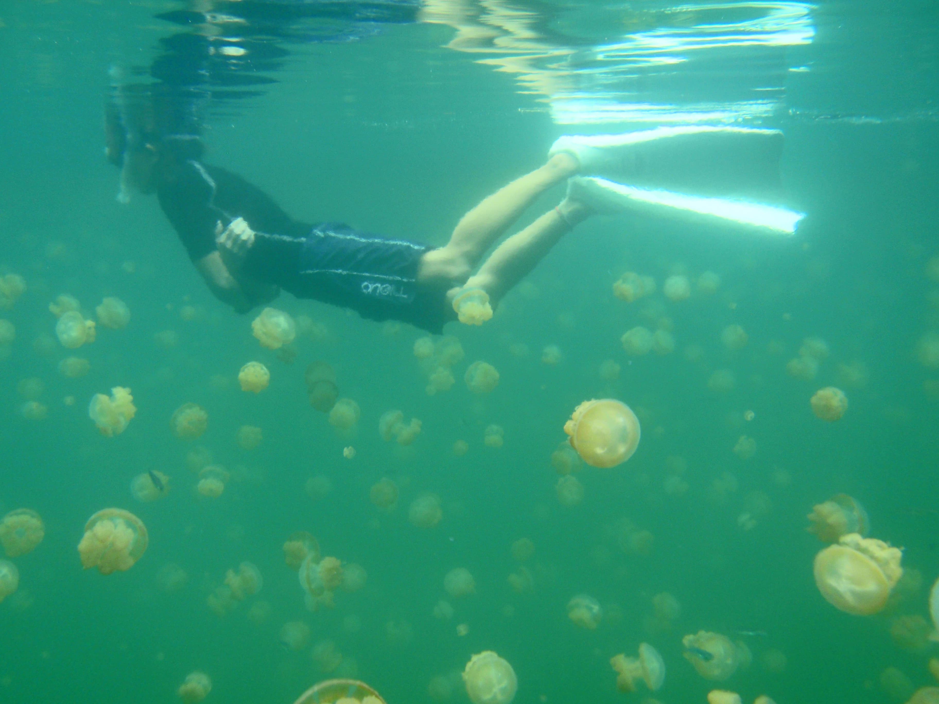 Jellyfish Lake