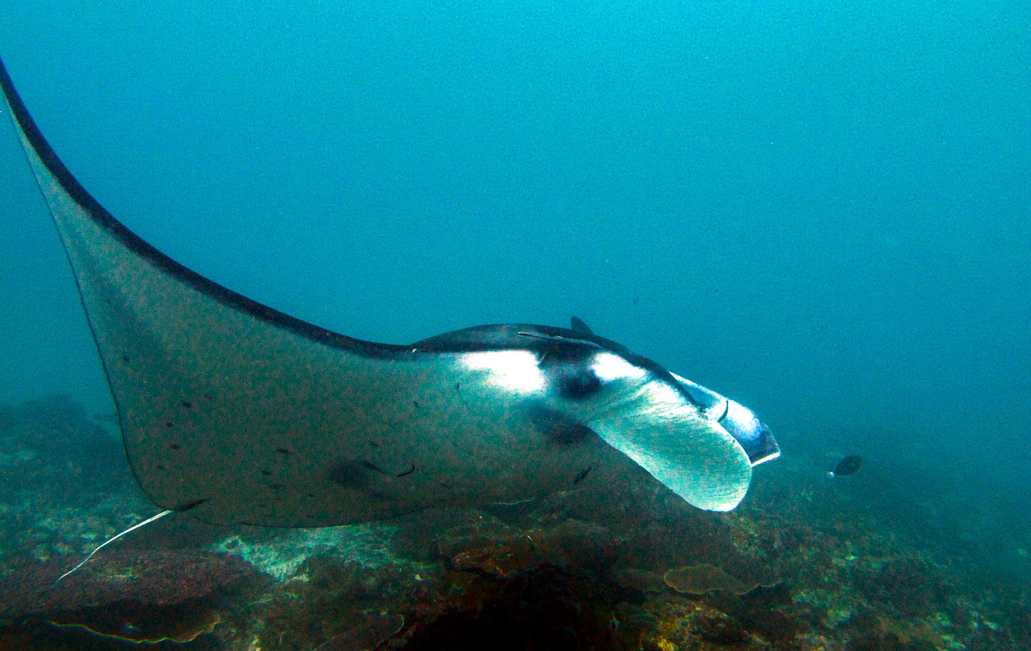 Manta Point (Nusa Penida)