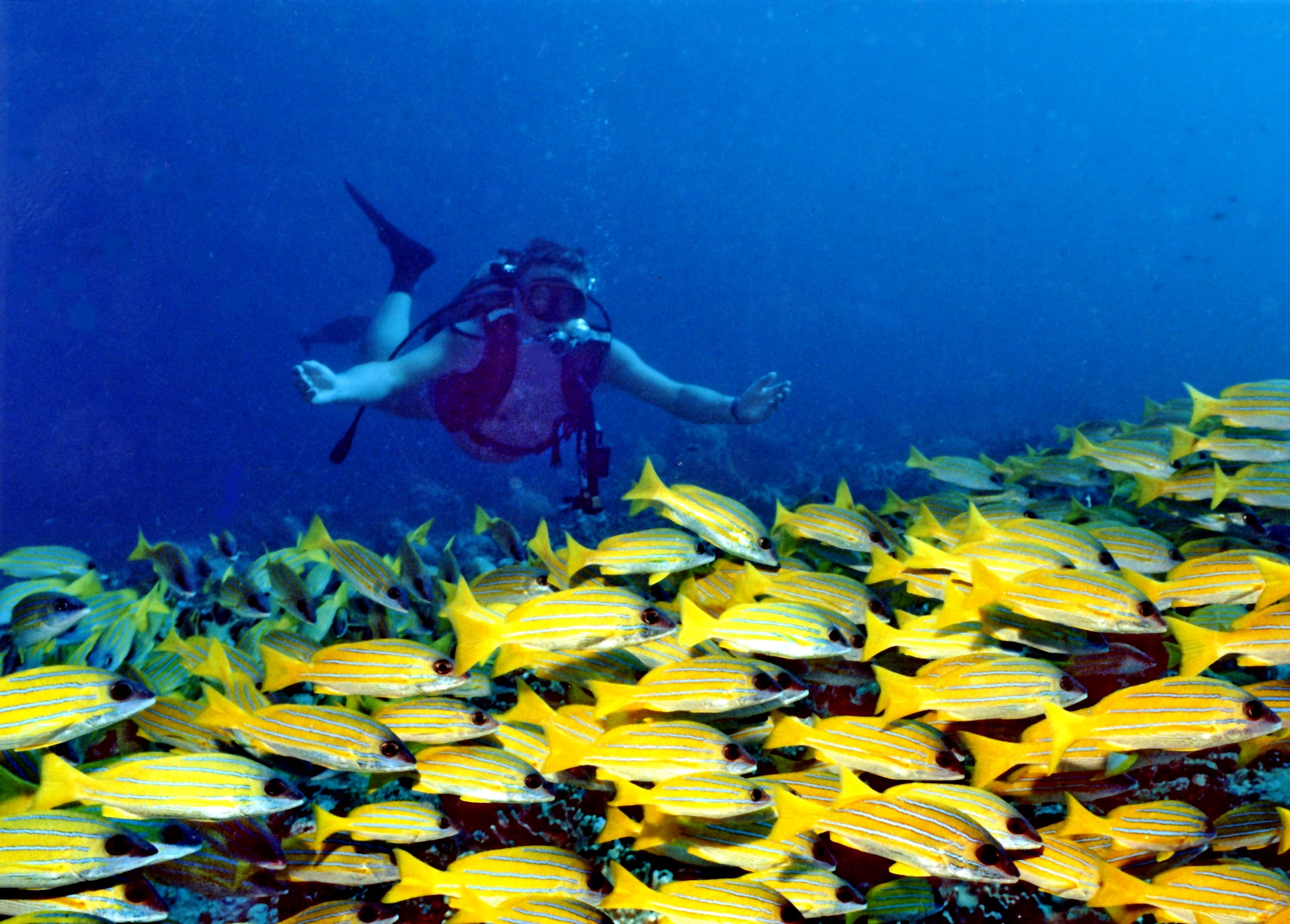 Banana Reef
