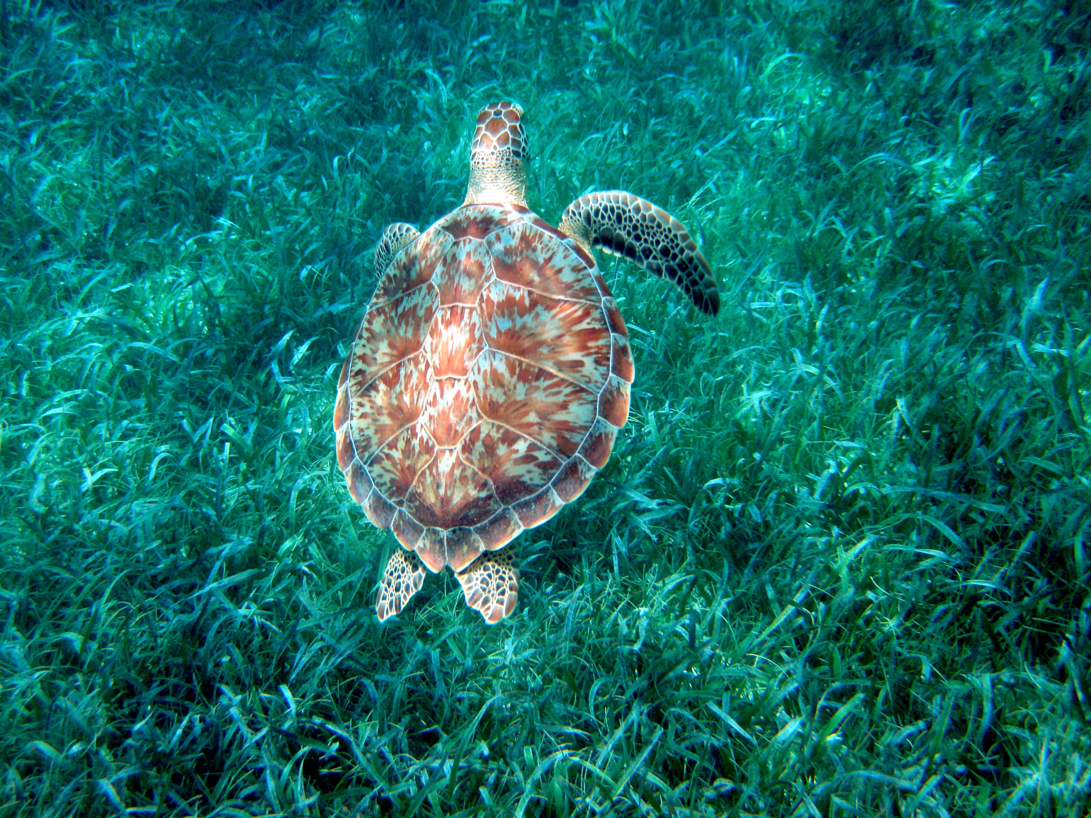 Hol Chan Marine Reserve