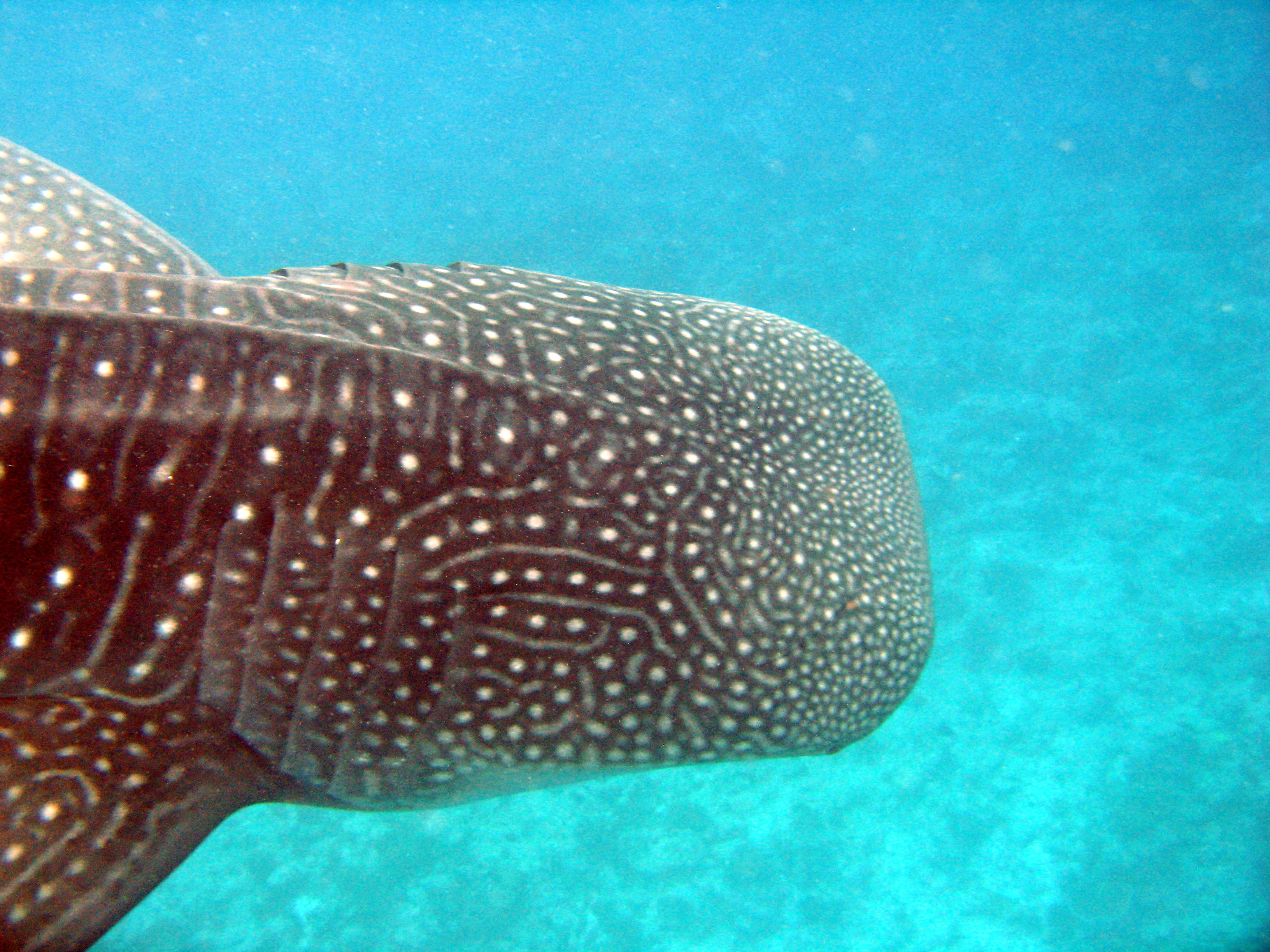 Maamigili Beyru (Whale Shark Point)