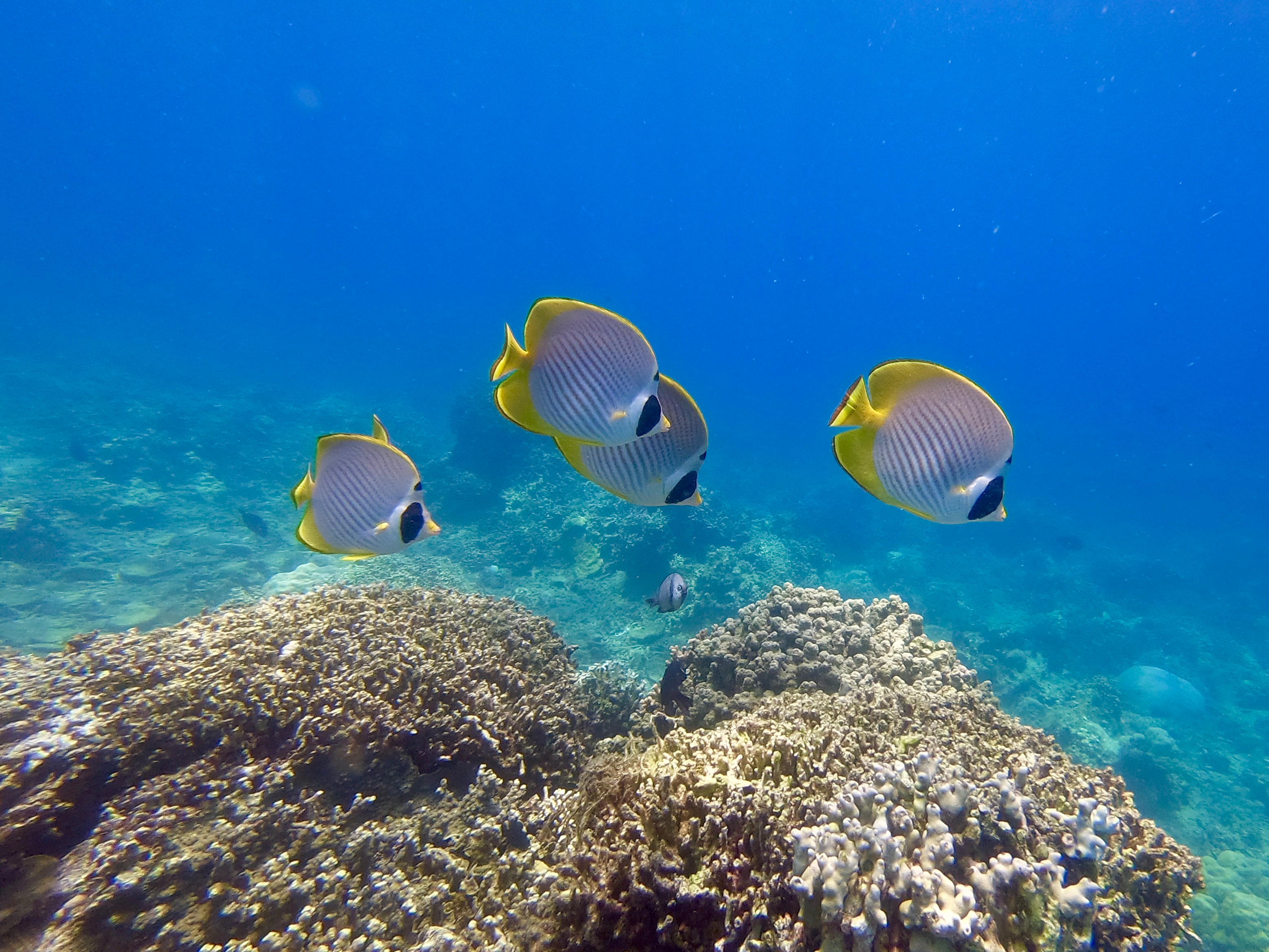 Verde Island Drop-Off (San Agapito)