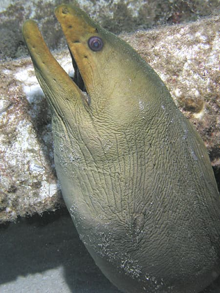 El Aguila Wreck