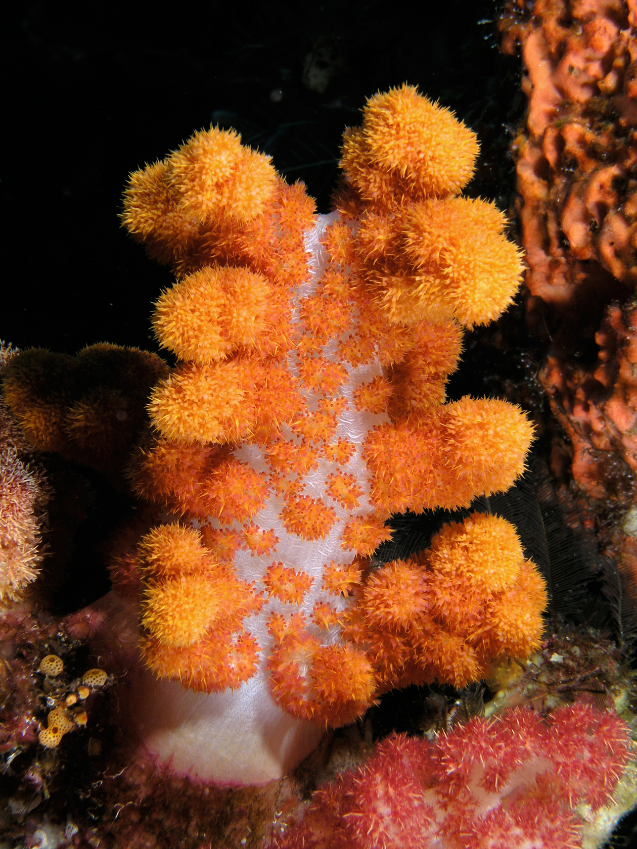 Batu Bolong