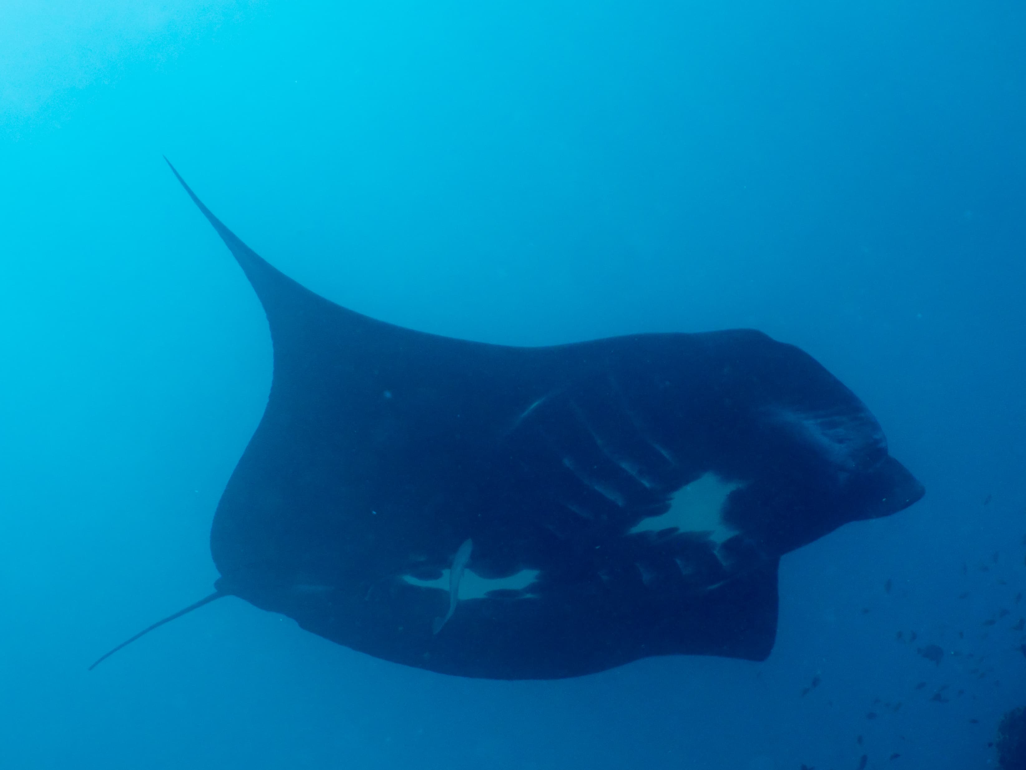 Five-Mile Reef