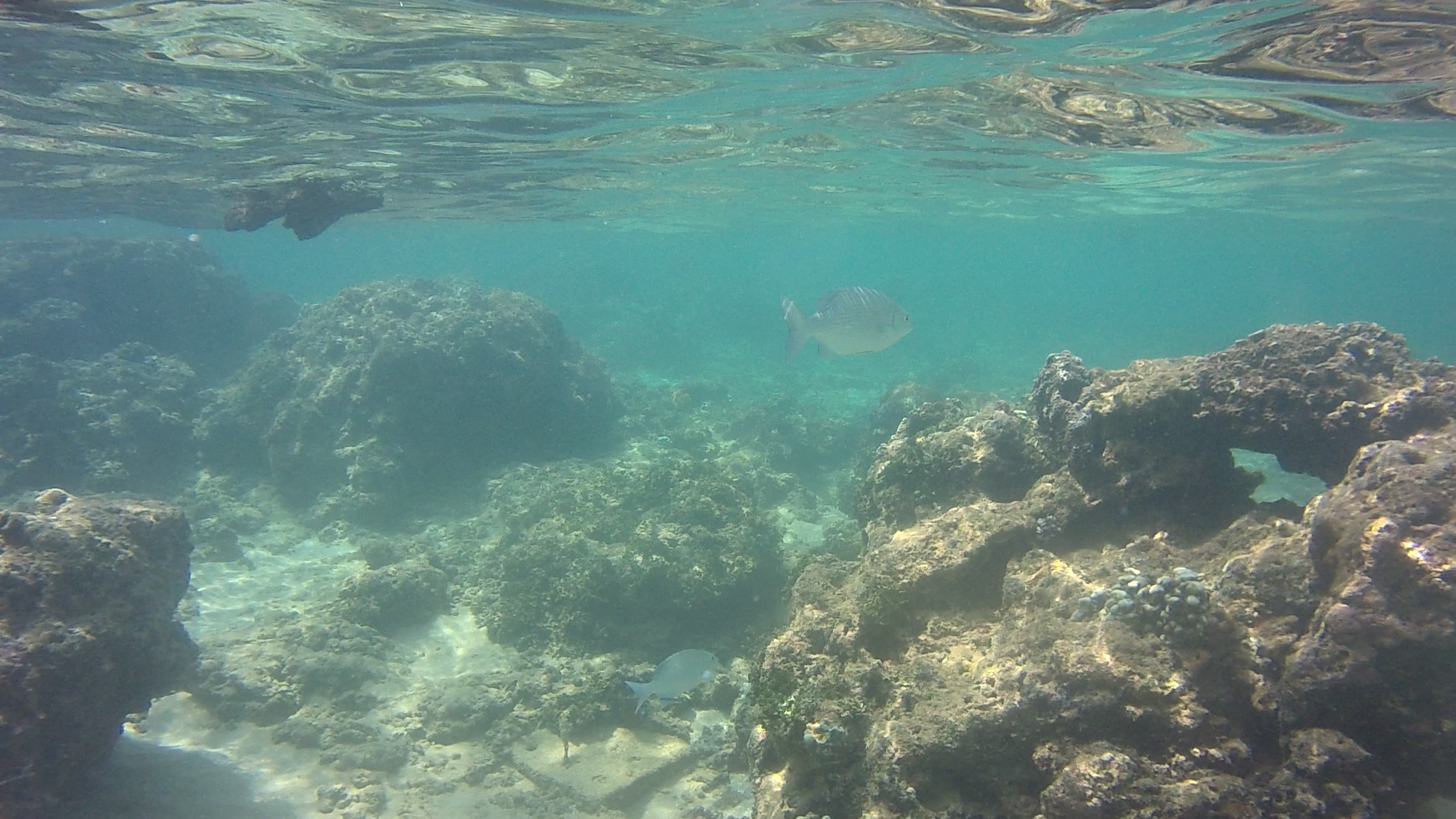 Hikkaduwa Coral Sanctuary