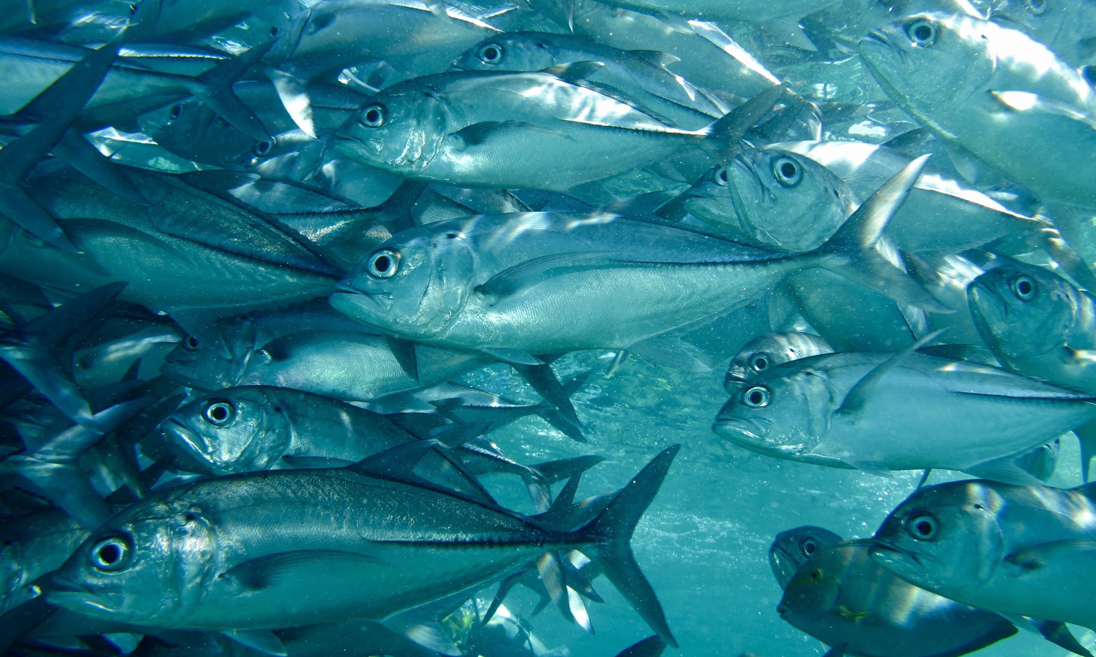 Bradford Shoals
