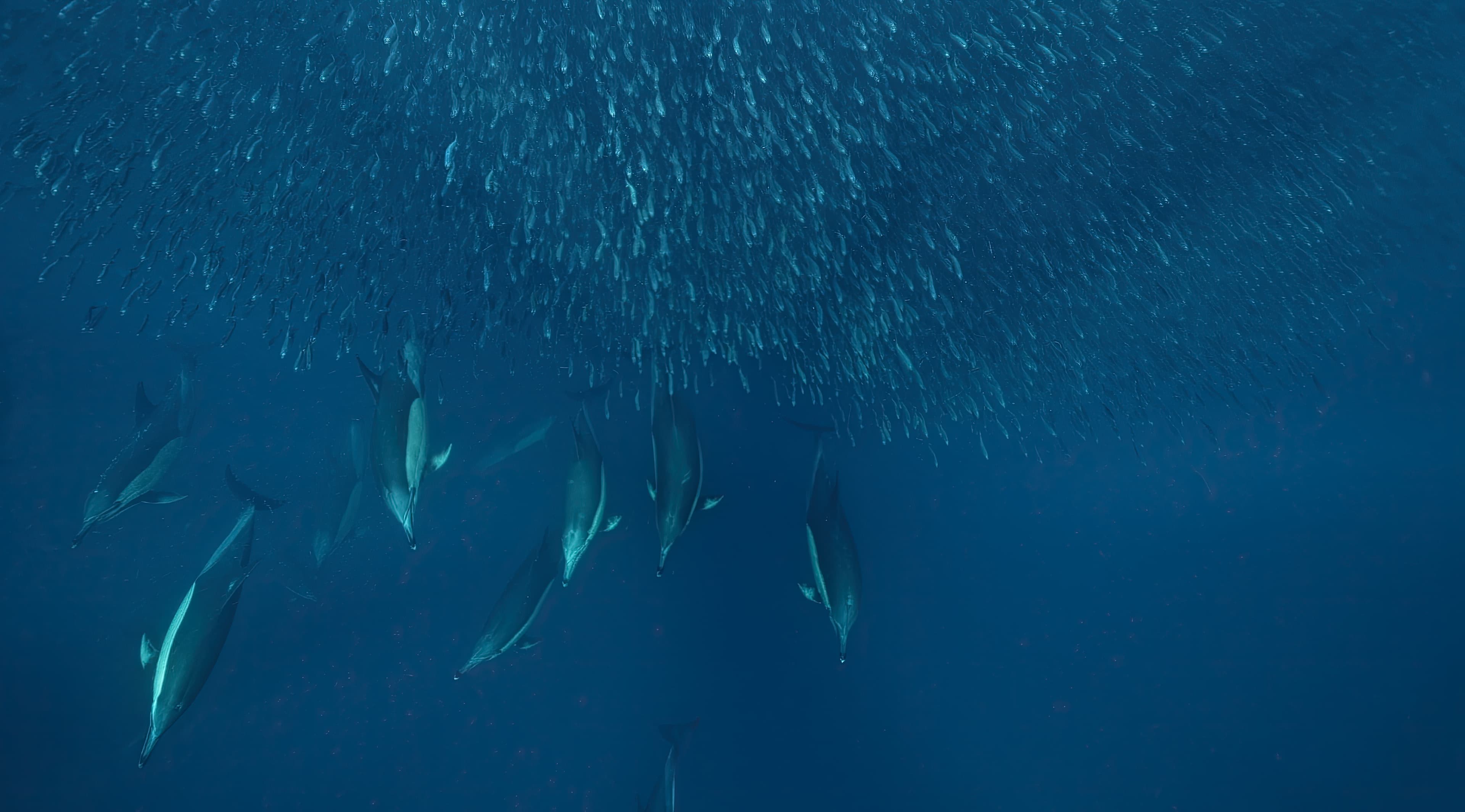 Panagsama Sardine Run