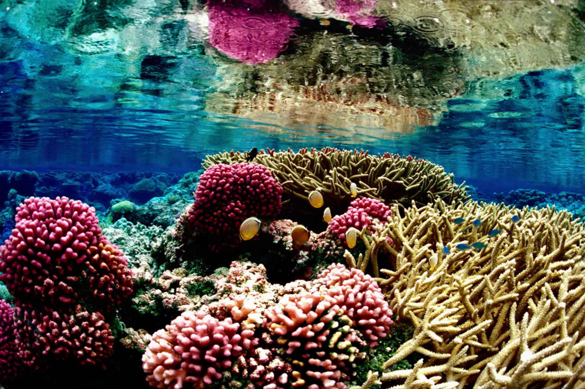 Colorful coral reef at Tela, Honduras