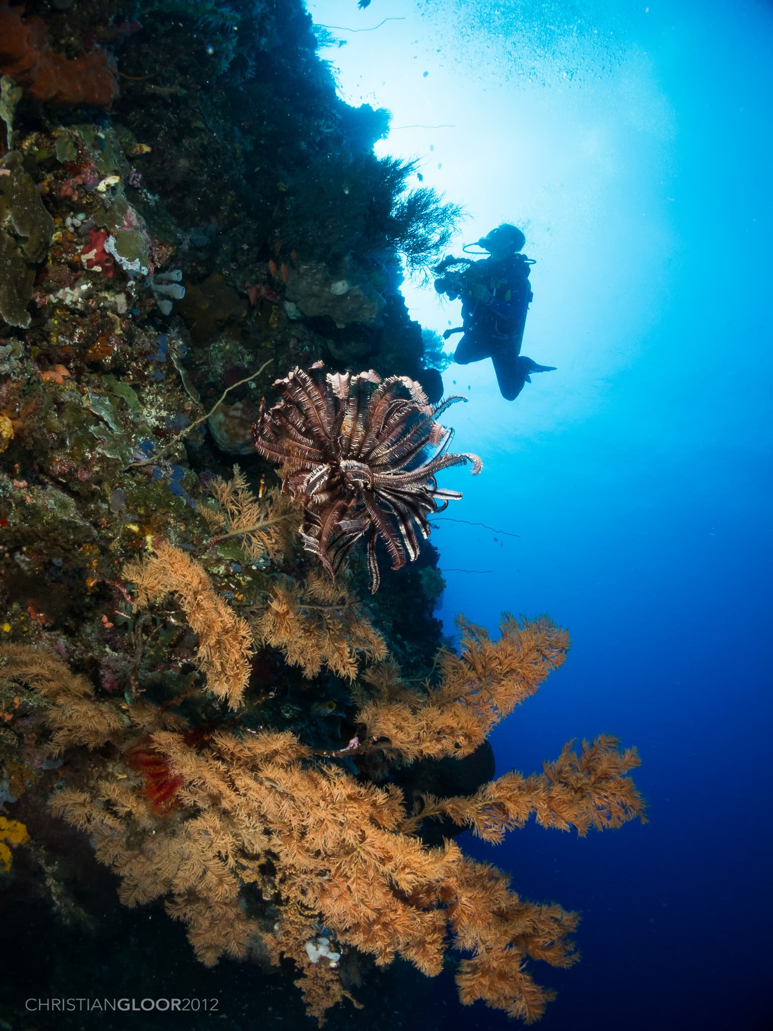 Bunaken Timur
