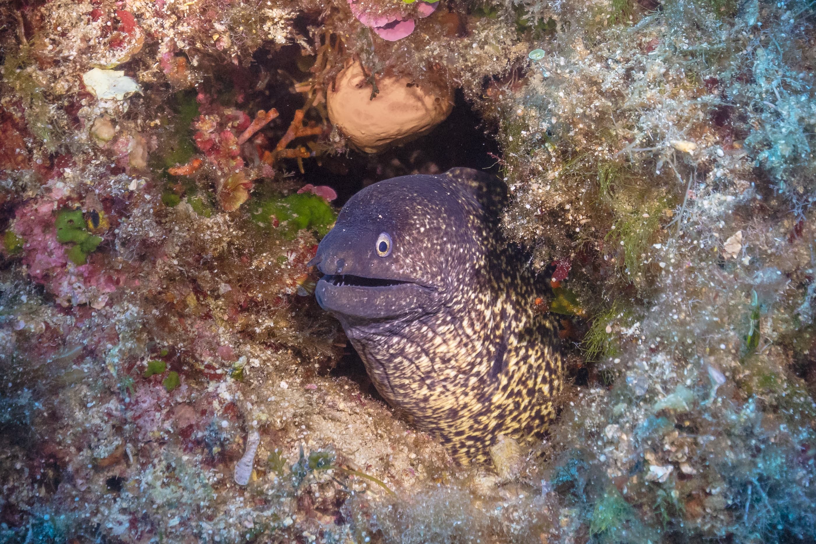 Medes Islands Reserve