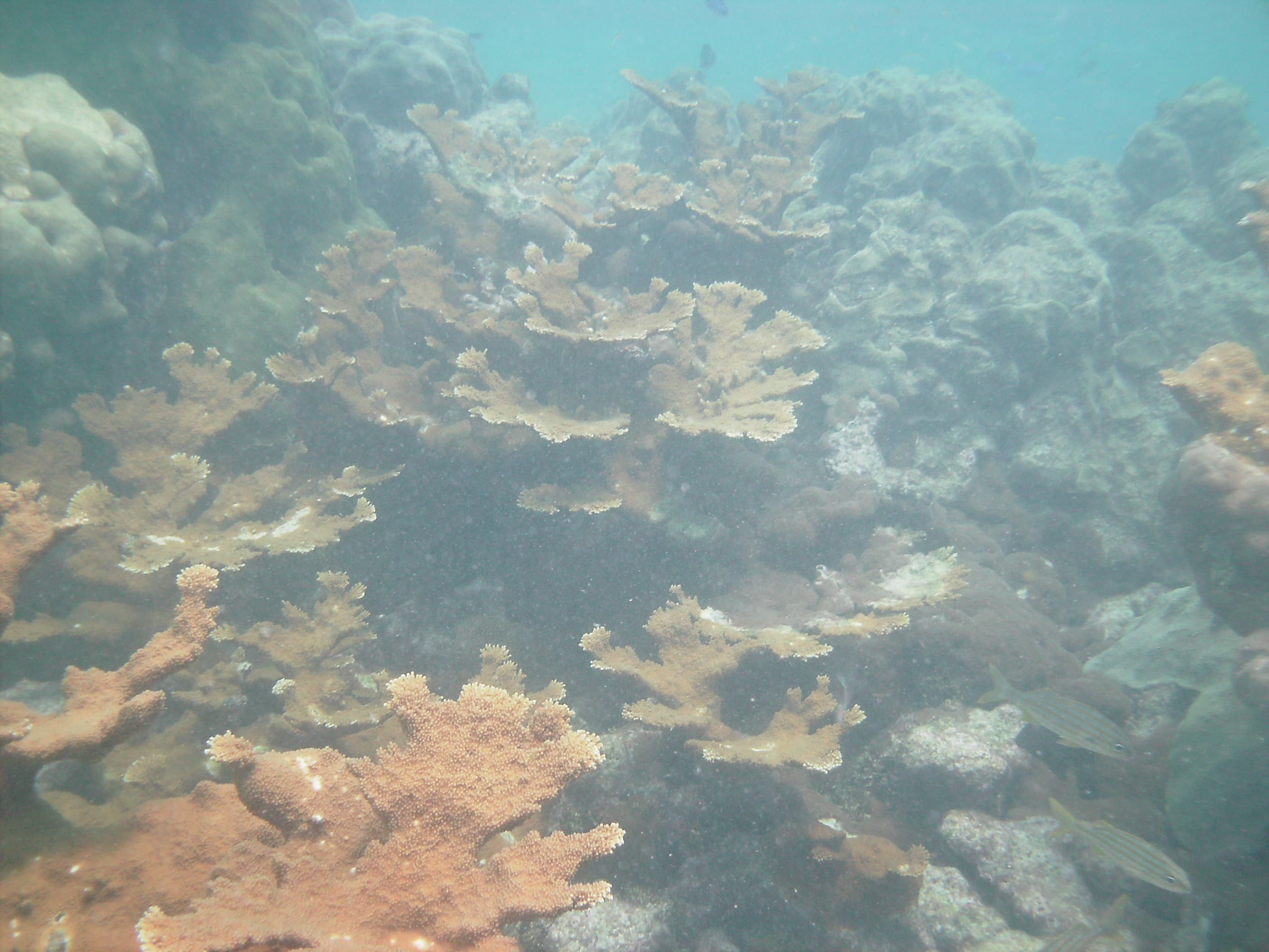 Looe Key Reef