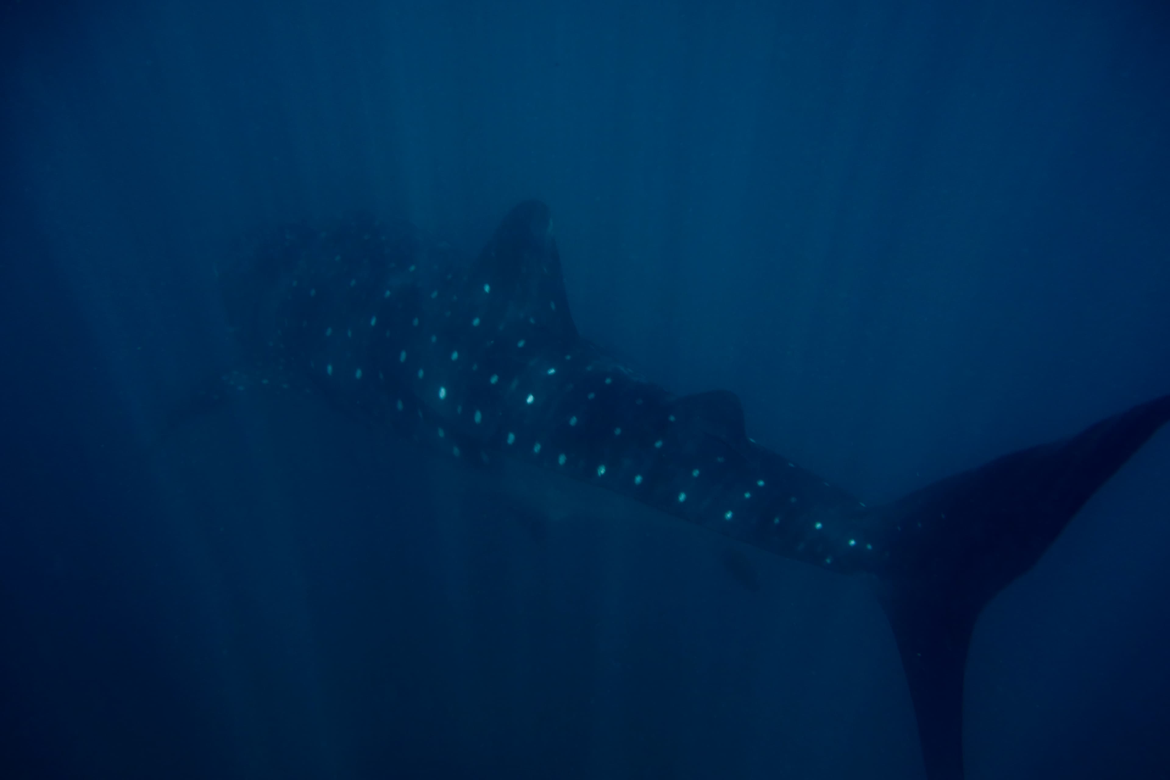 Ningaloo Whale Shark Encounter