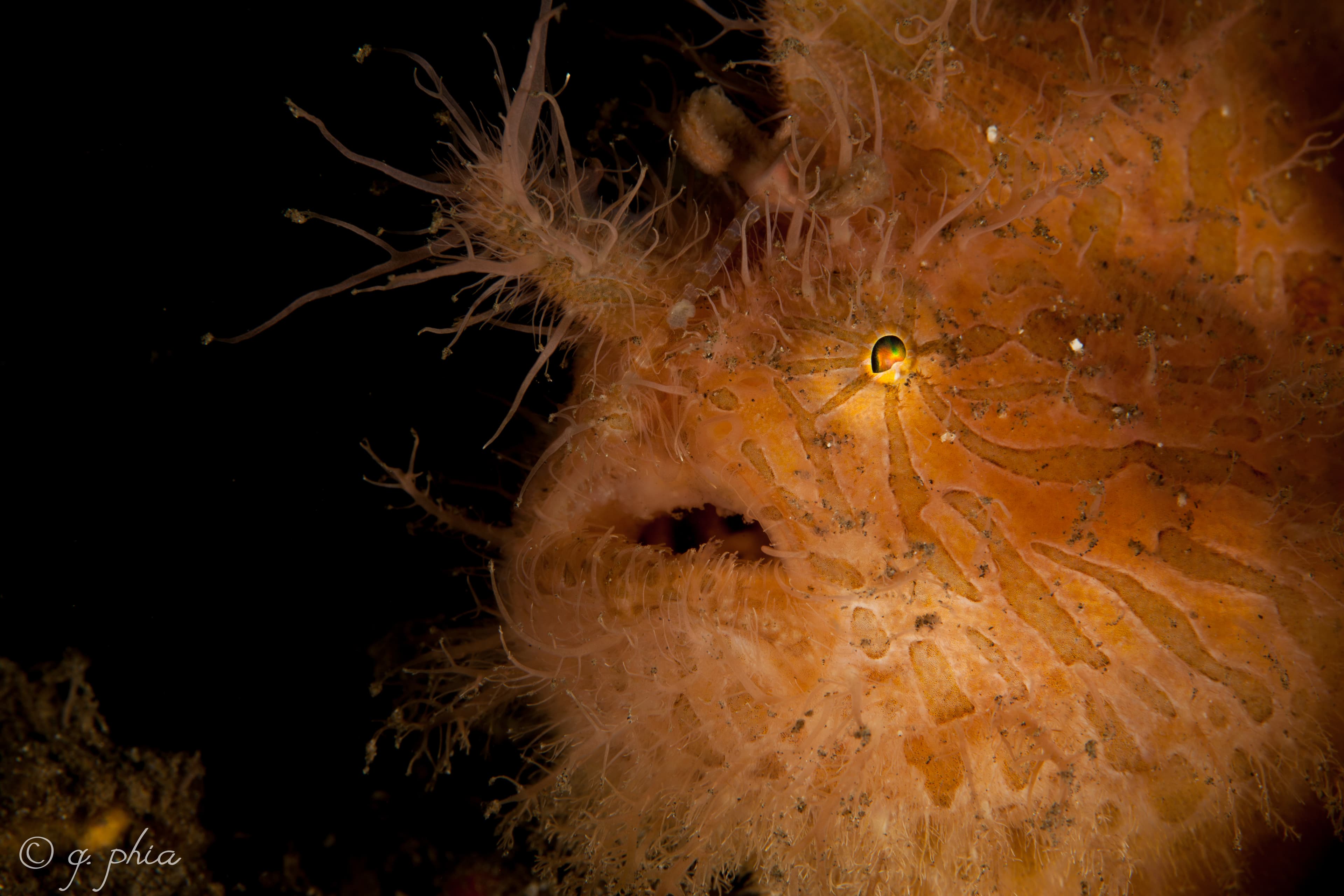 Hairball (Lembeh Strait)
