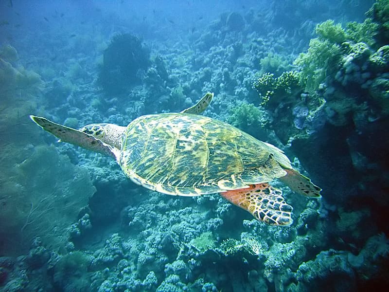 Jackfish Alley