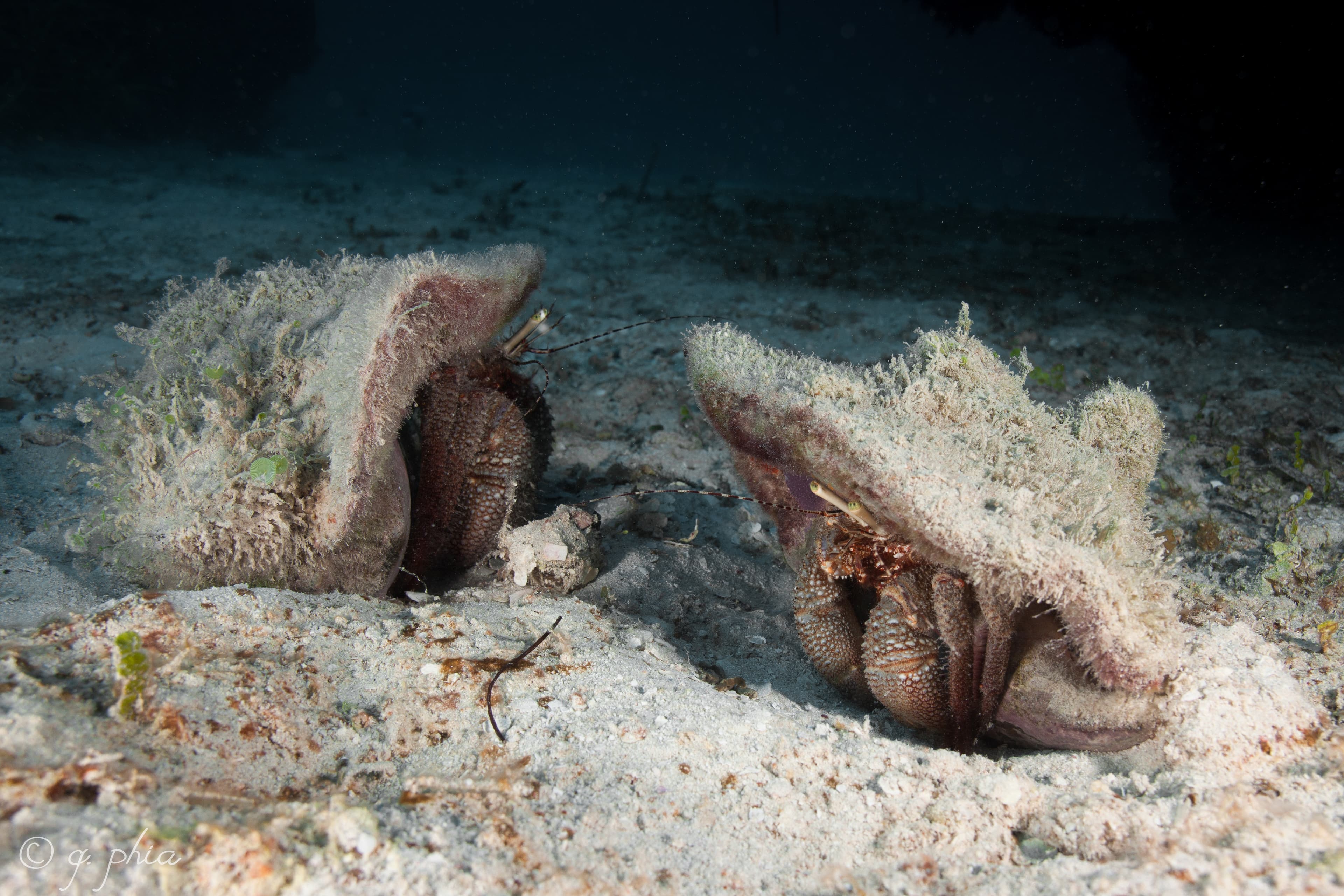 Black Coral 2