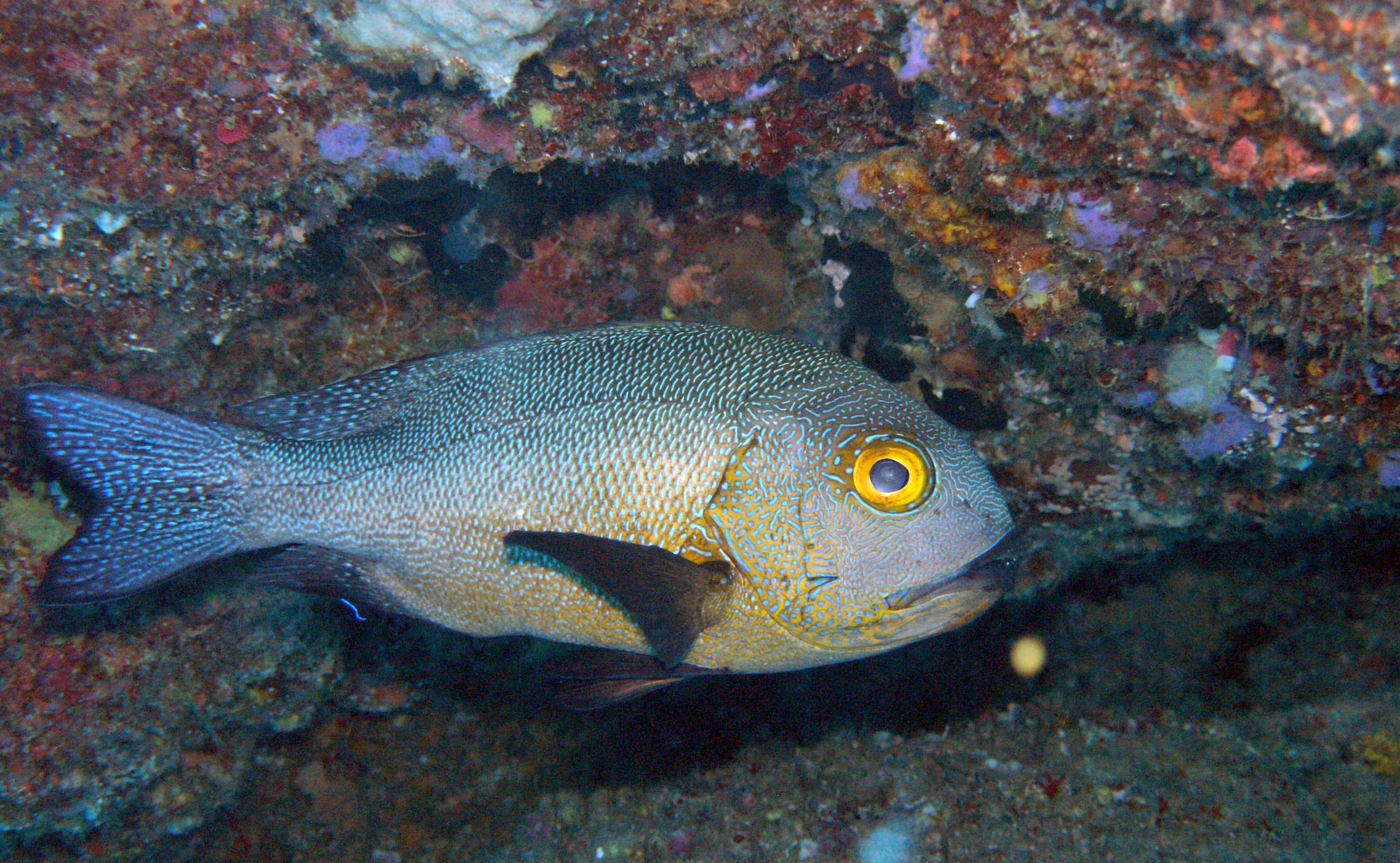 The Wreck Point