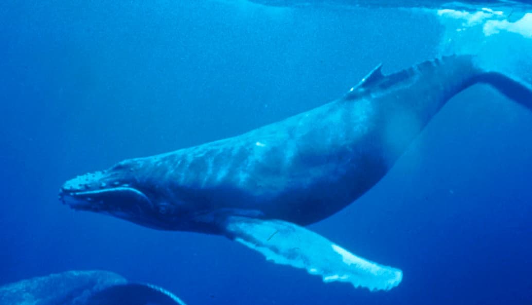 Silver Bank Humpback Swim