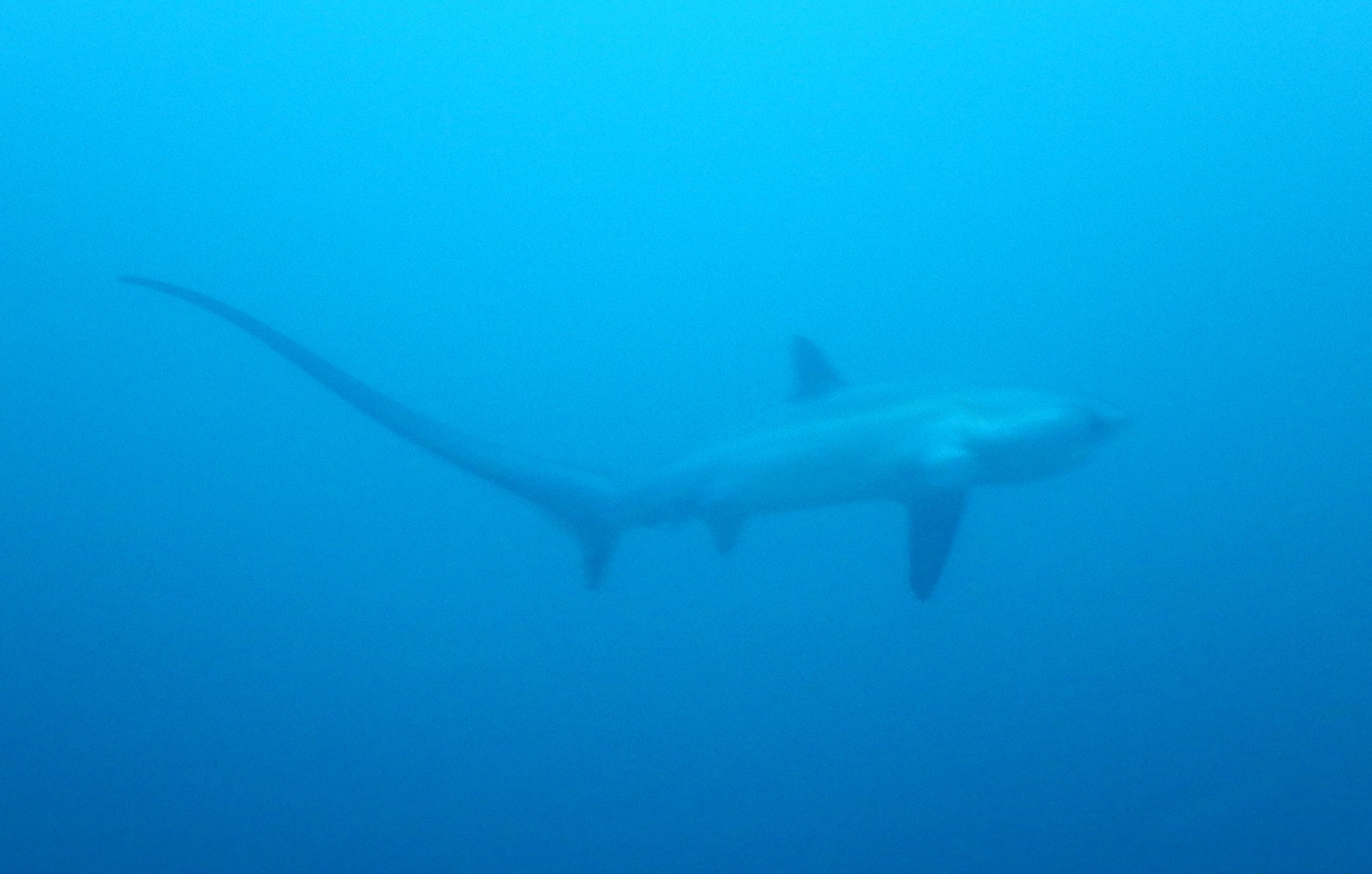 Monad Shoal