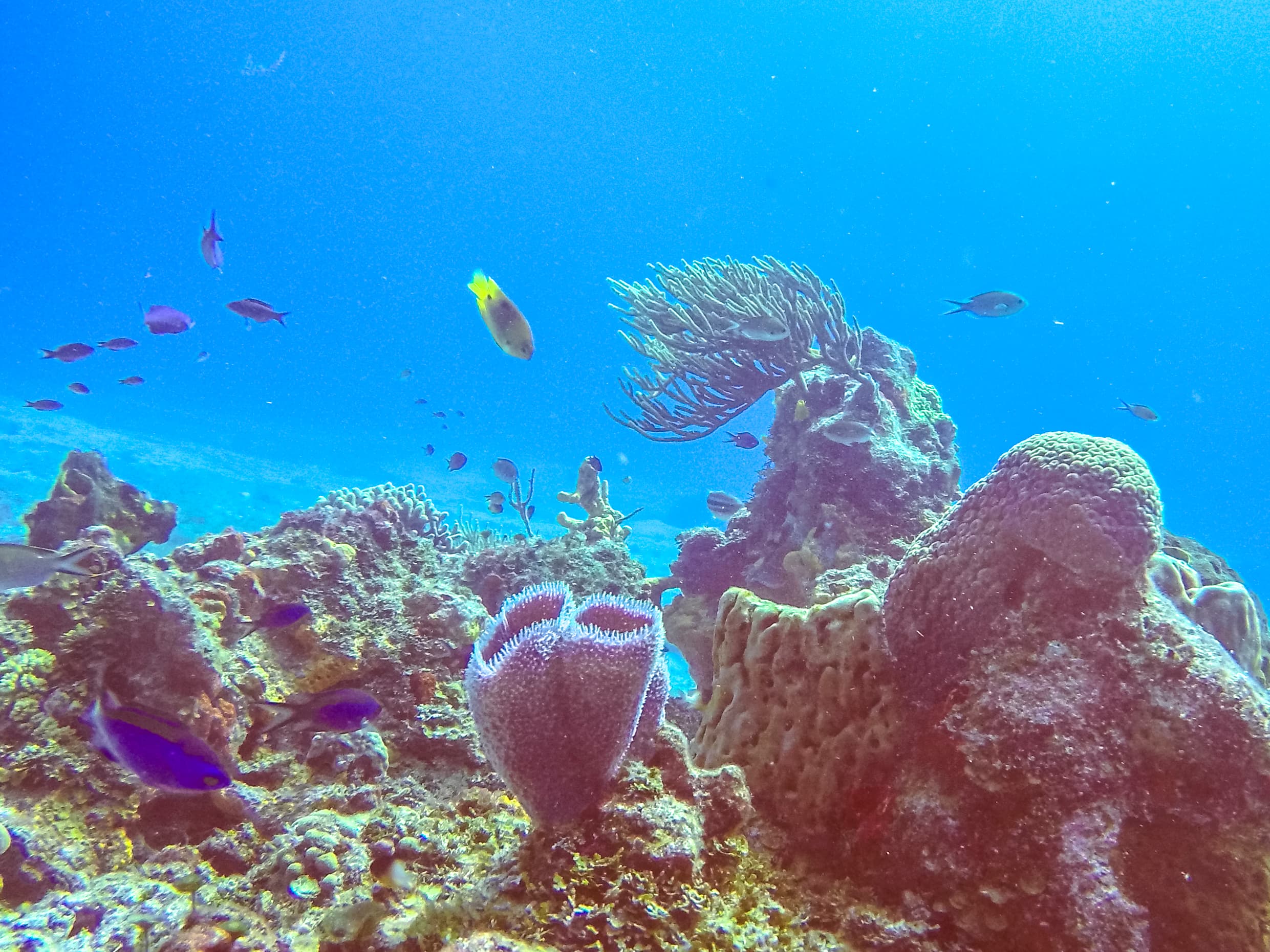 Columbia Reef