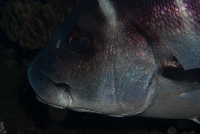 Two-Mile Reef