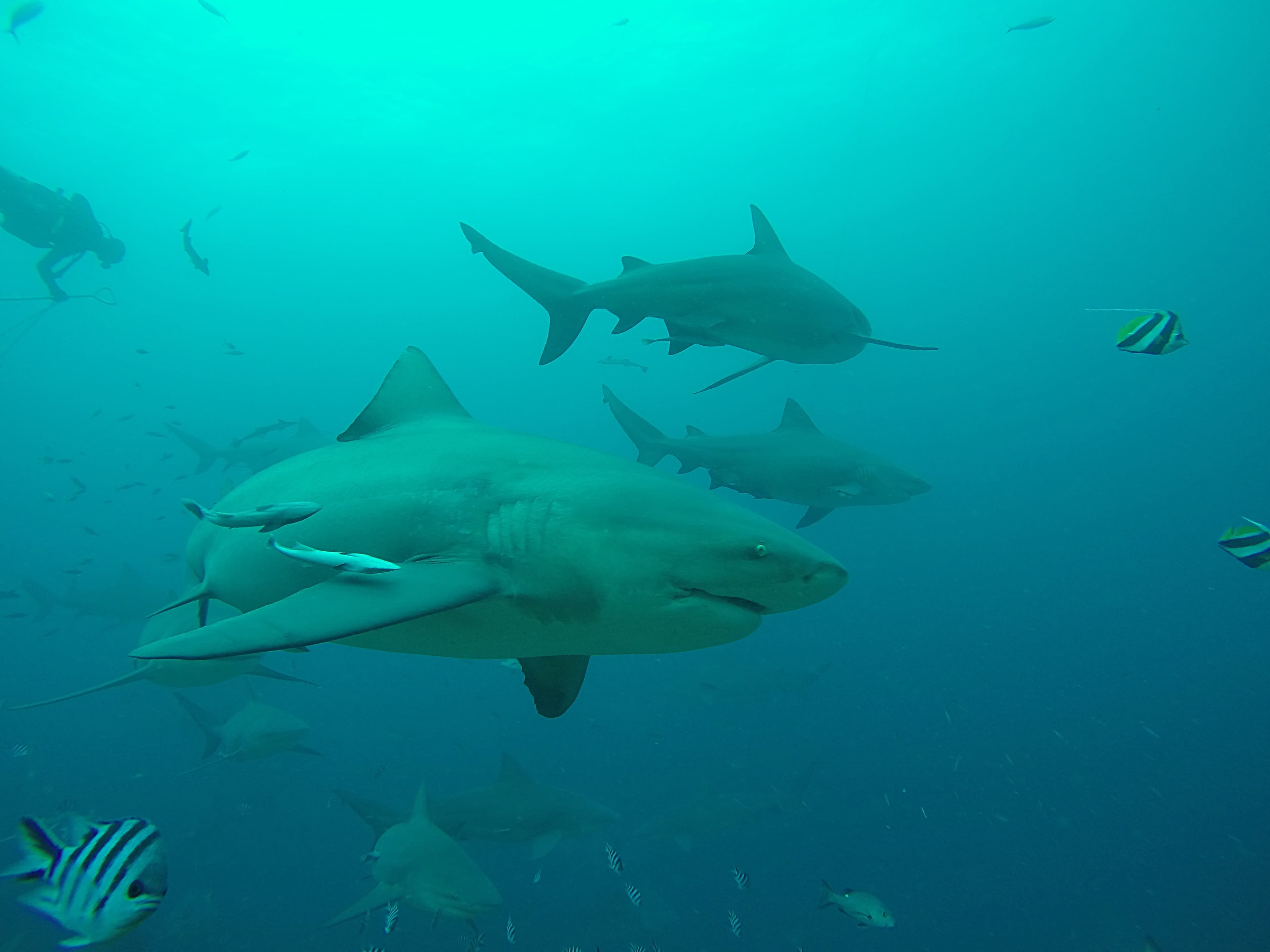 Shark Reef Marine Reserve