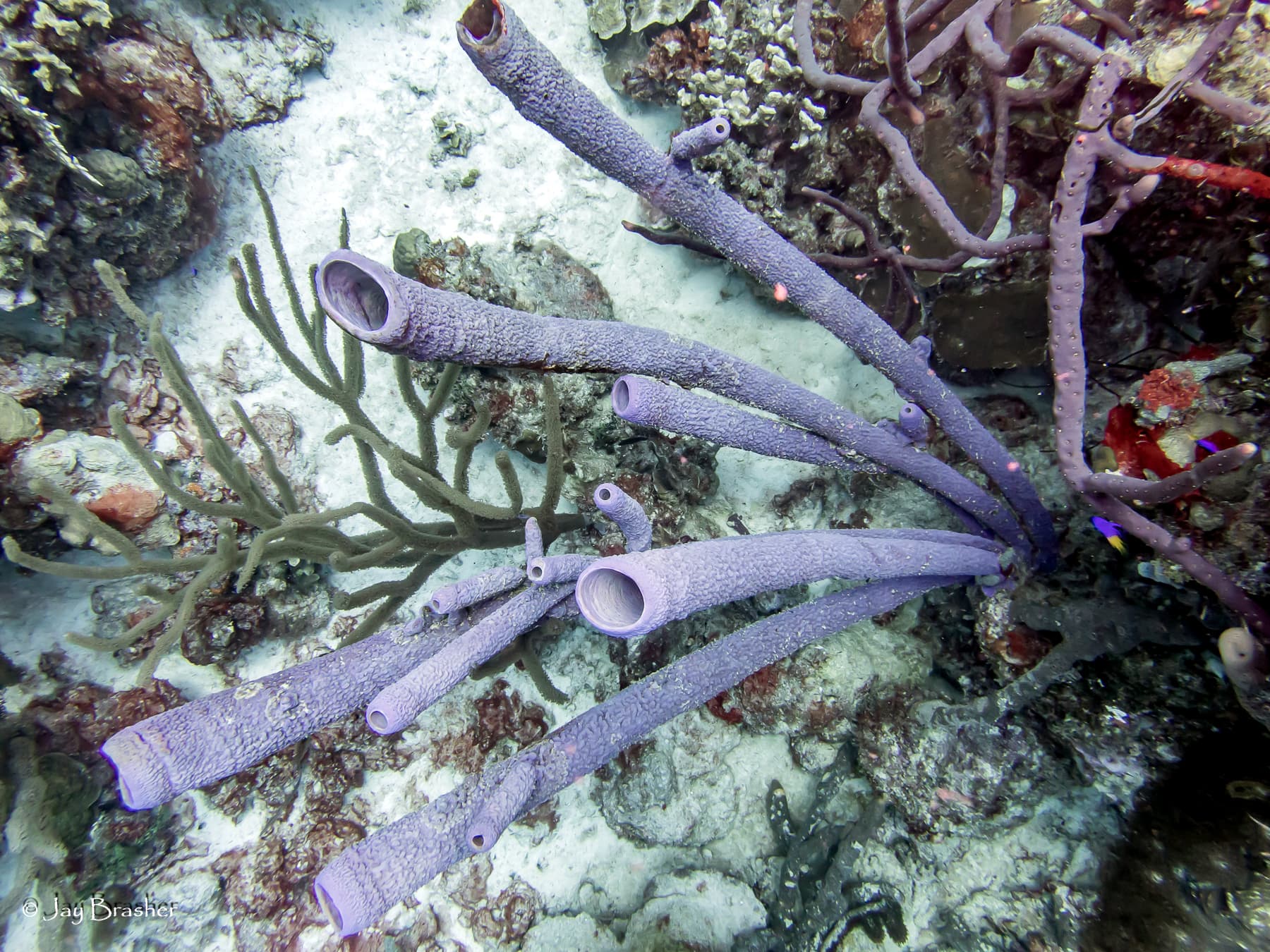 Tent Reef