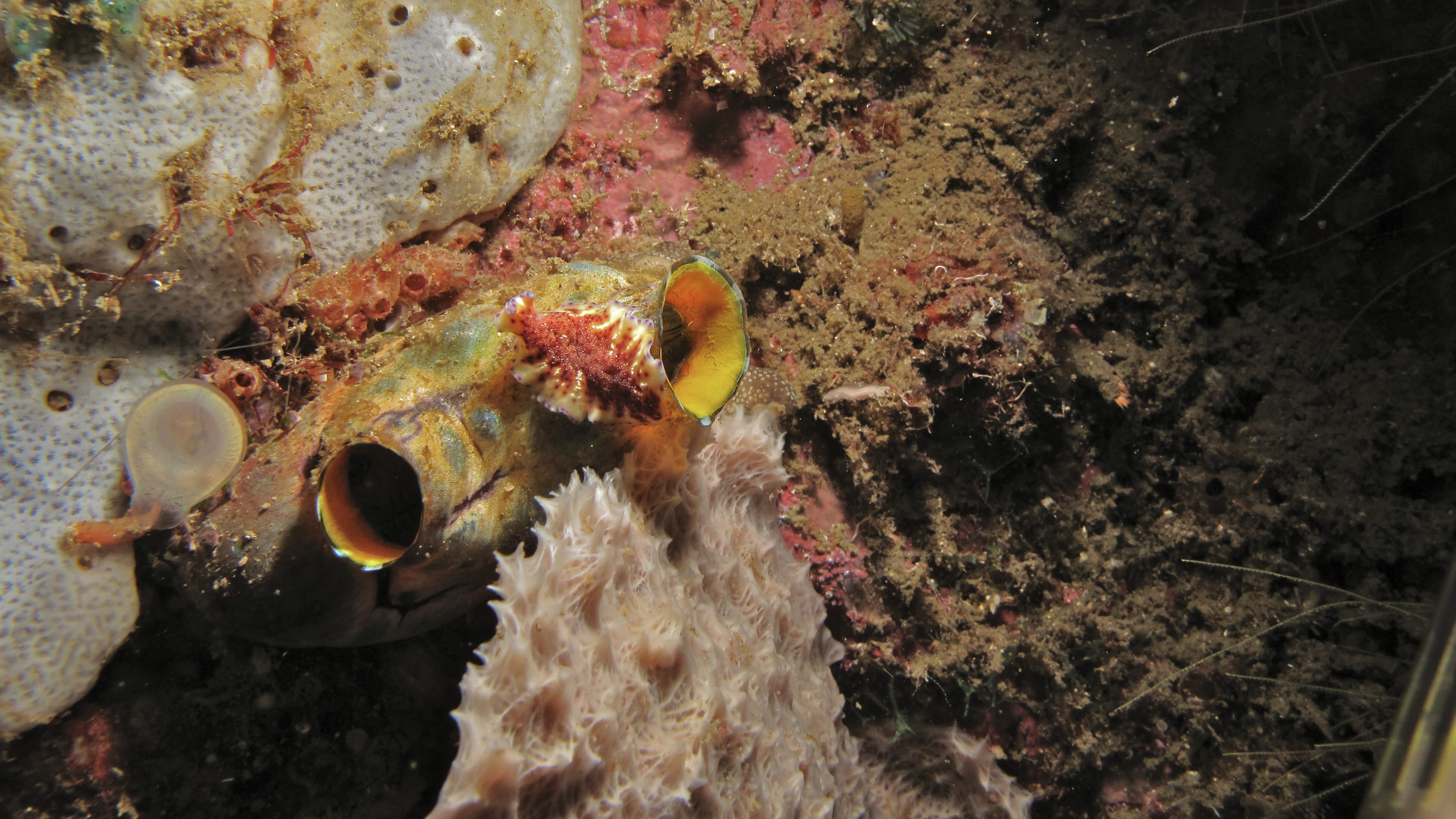 Nudi Falls (Lembeh Strait)