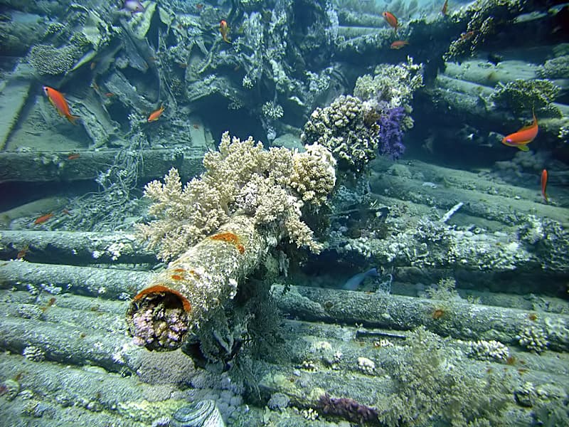 Shark and Yolanda Reef