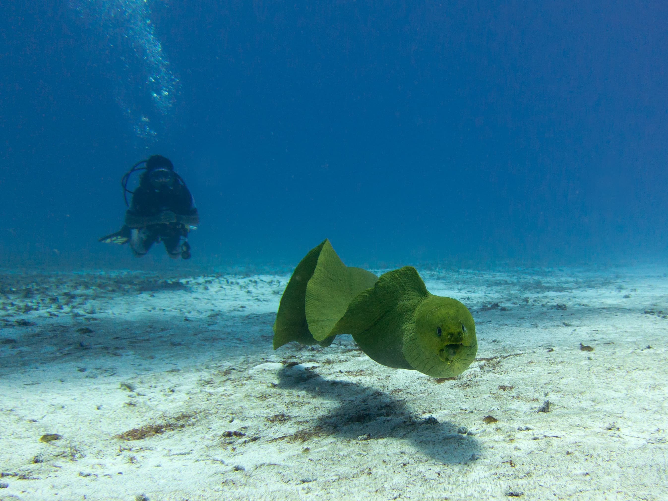 Long Caye Ridge
