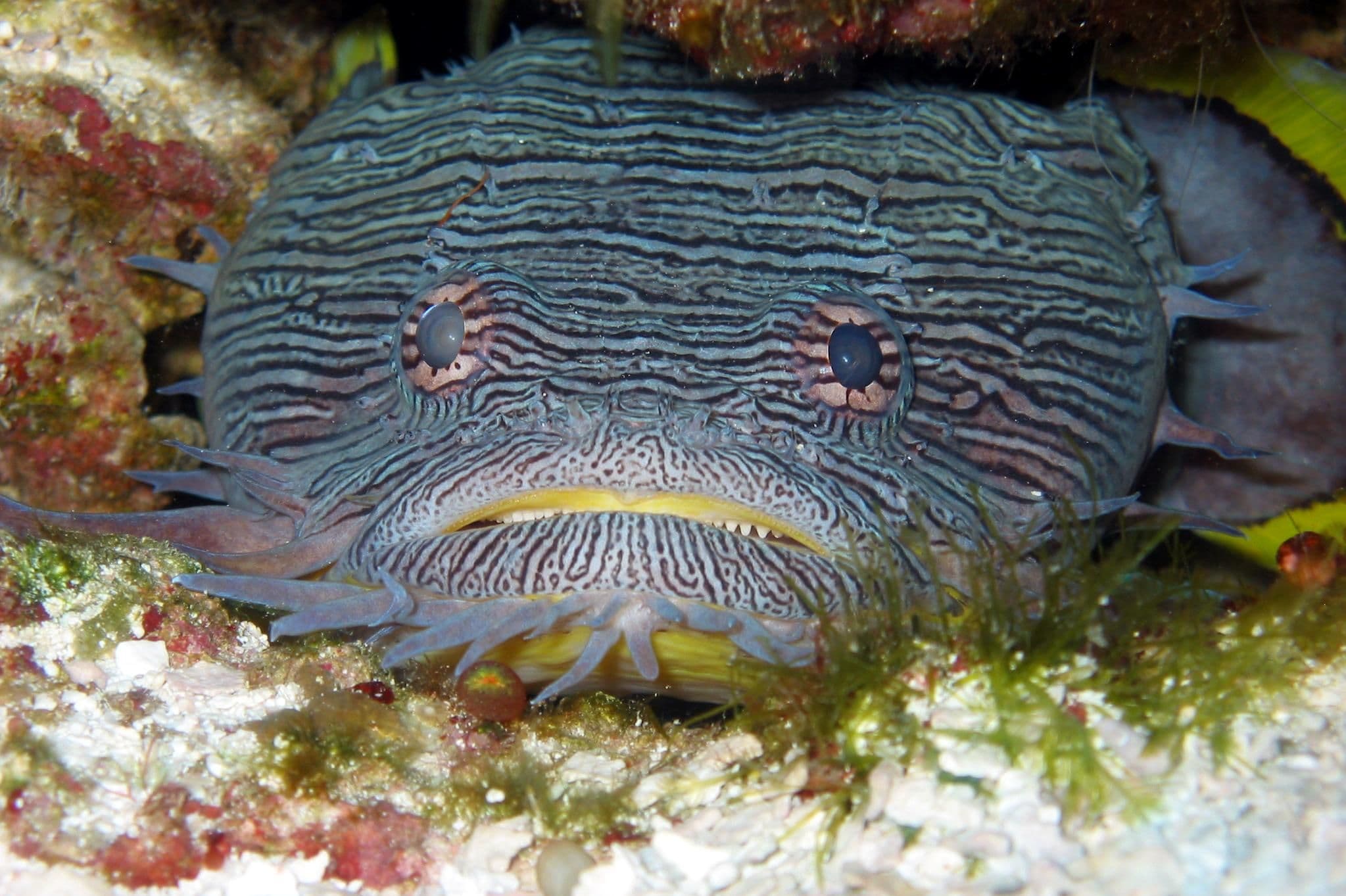 Paradise Reef