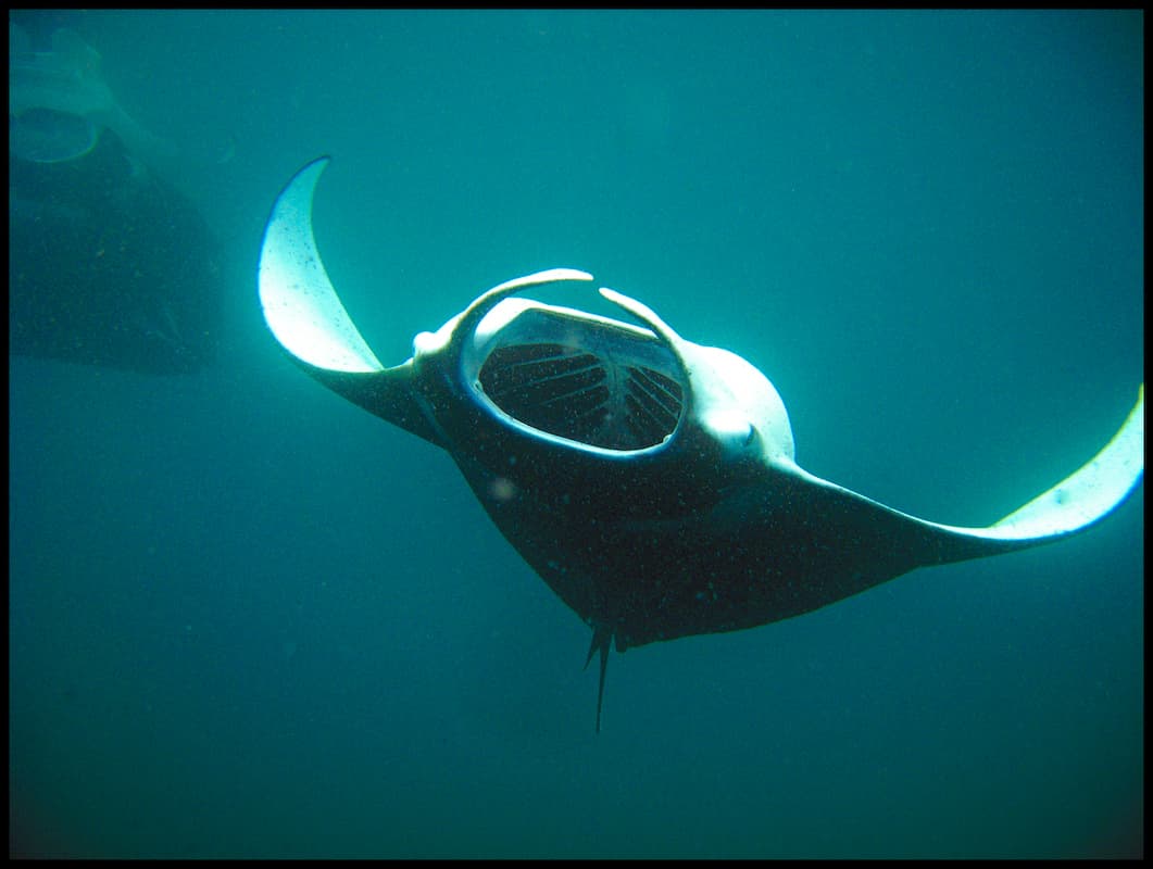 Manta Point (Madivaru)