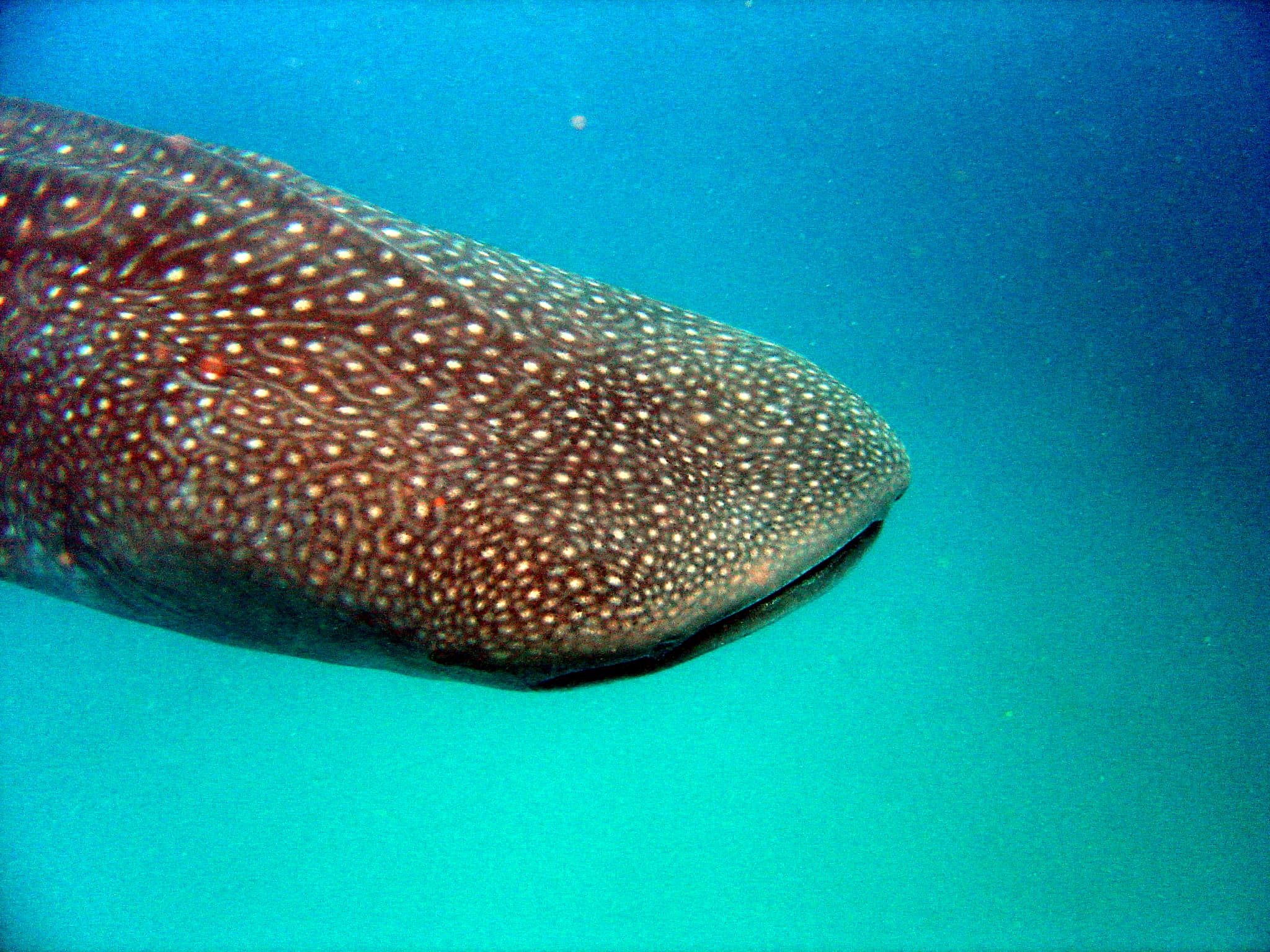 Manta Reef