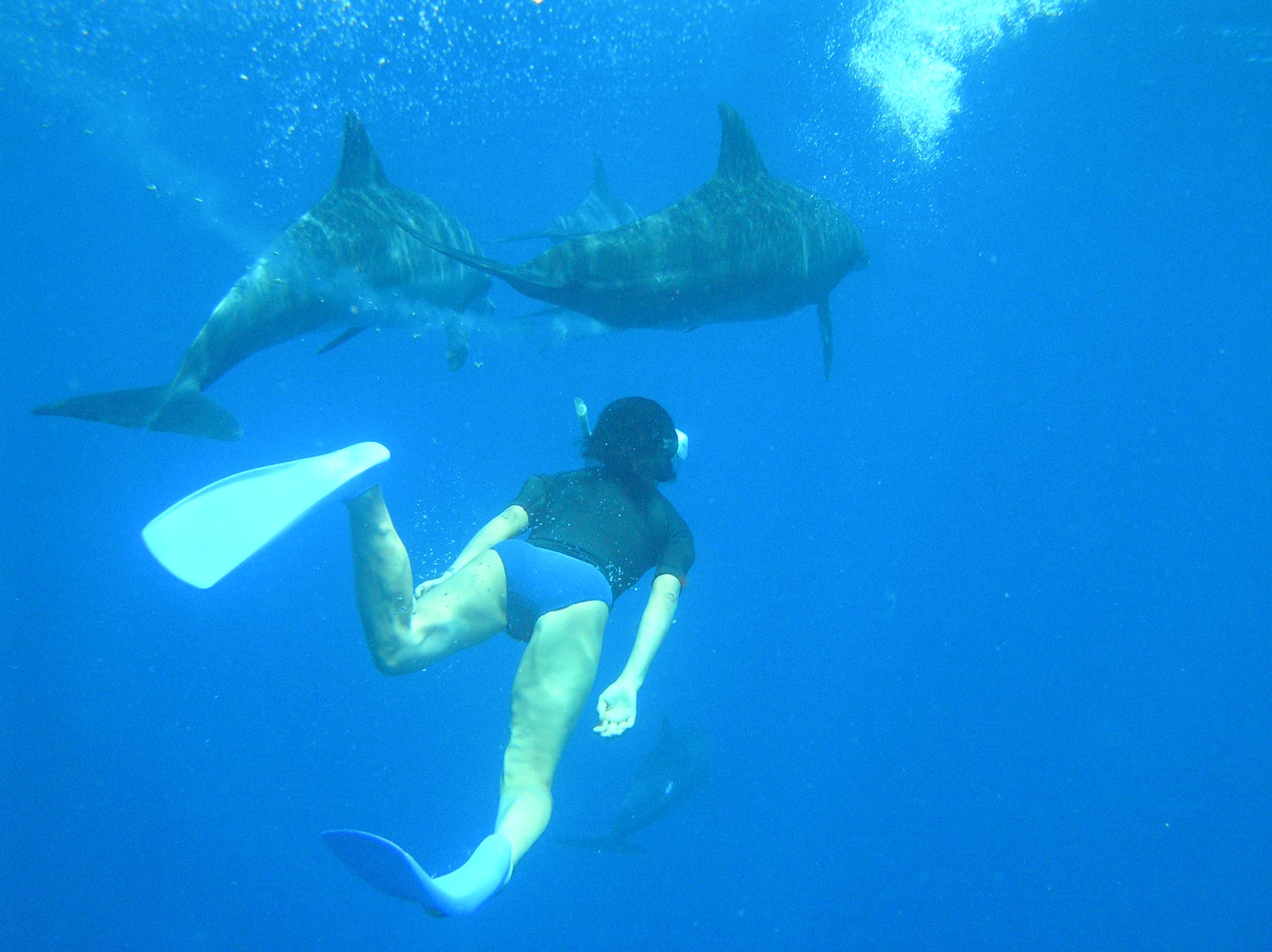 Chichijima Dolphin Swim