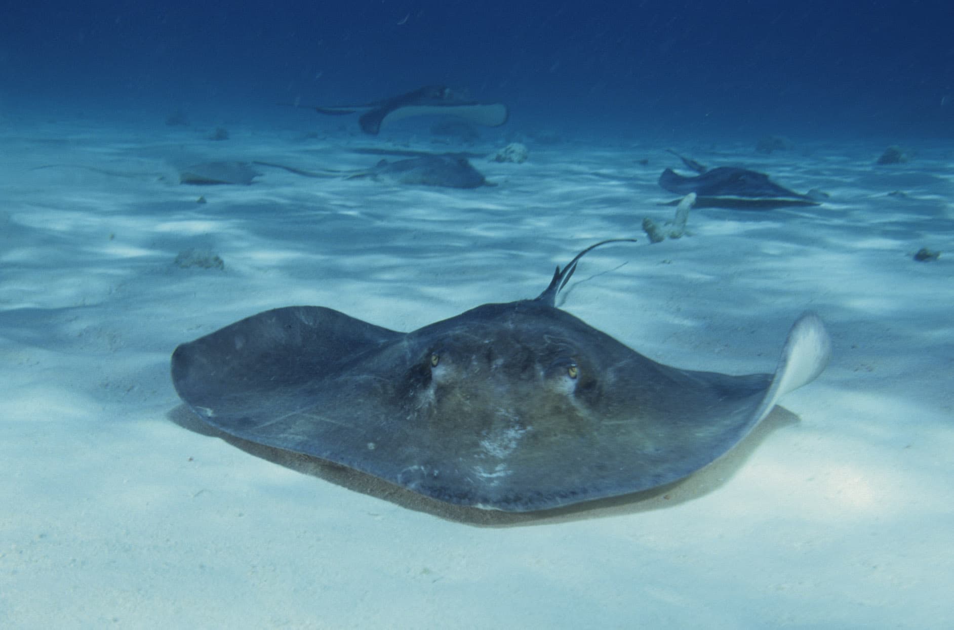 Stingray City