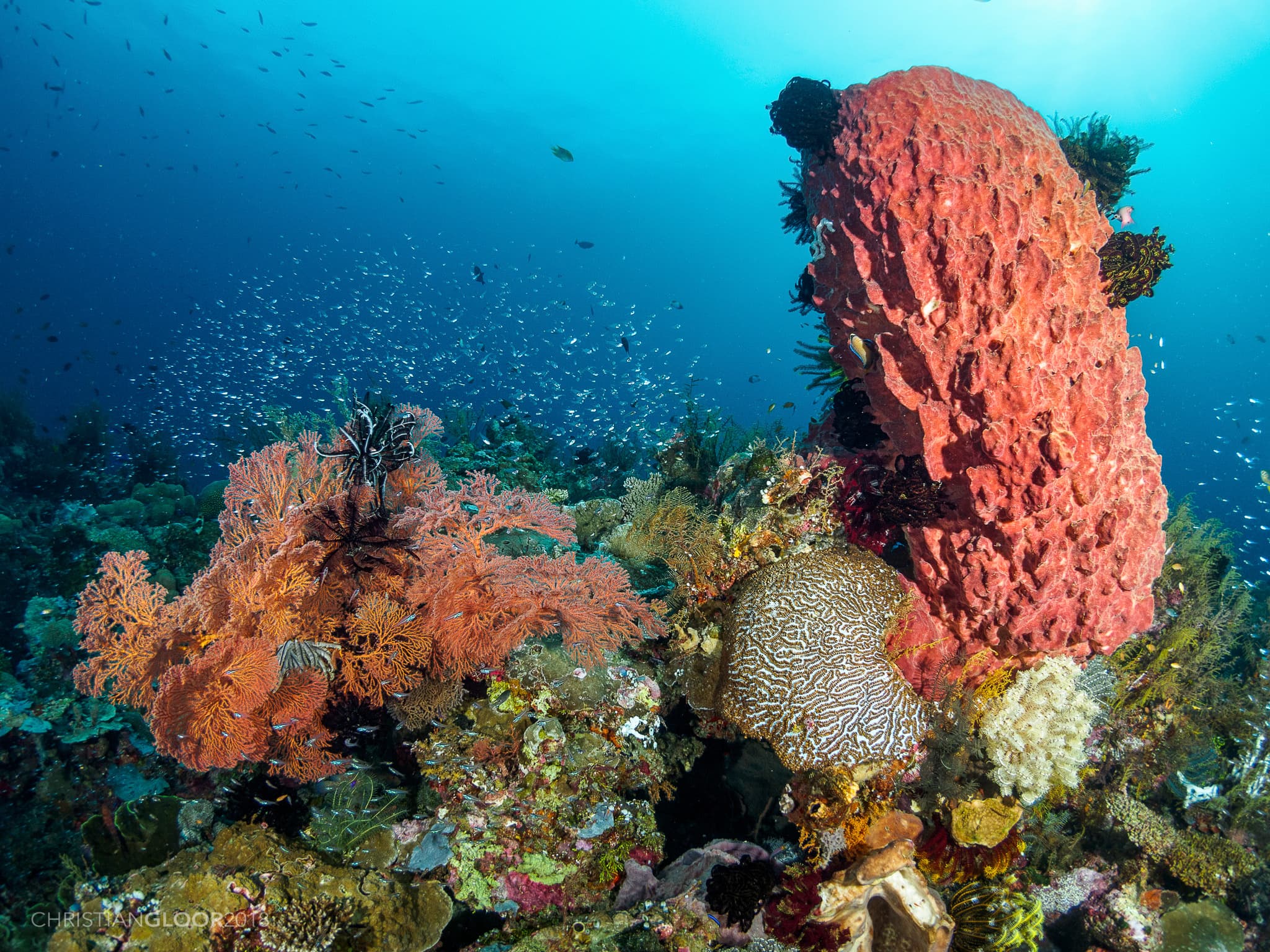 Cedar Pride Wreck