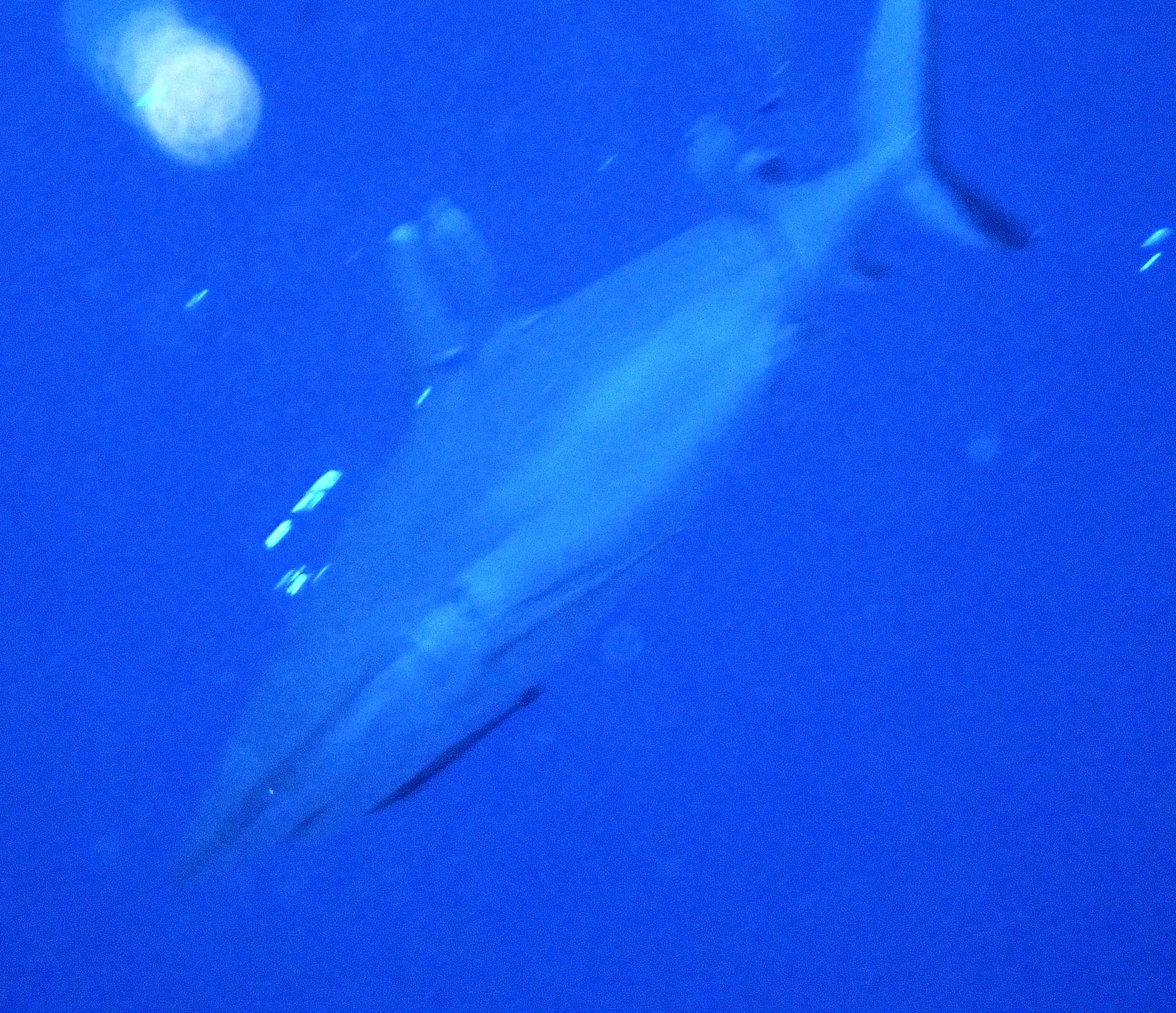 Fish Head (Mushimasmingili Thila)