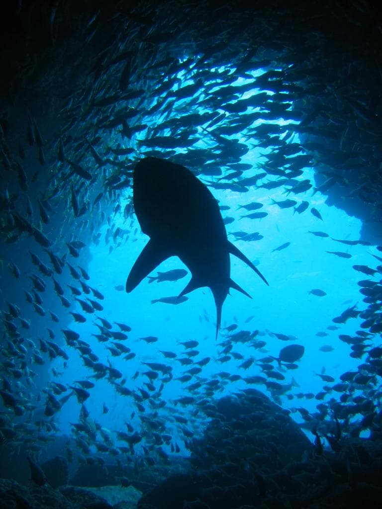 Fish Rock Cave