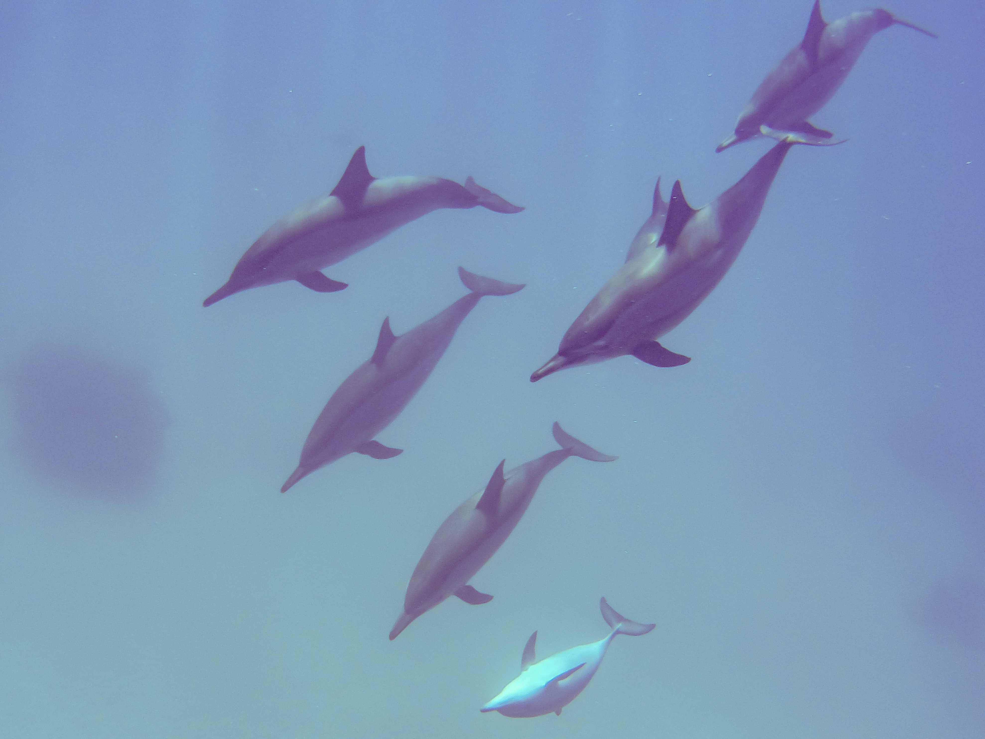 Sha'ab Samadai (Dolphin House)