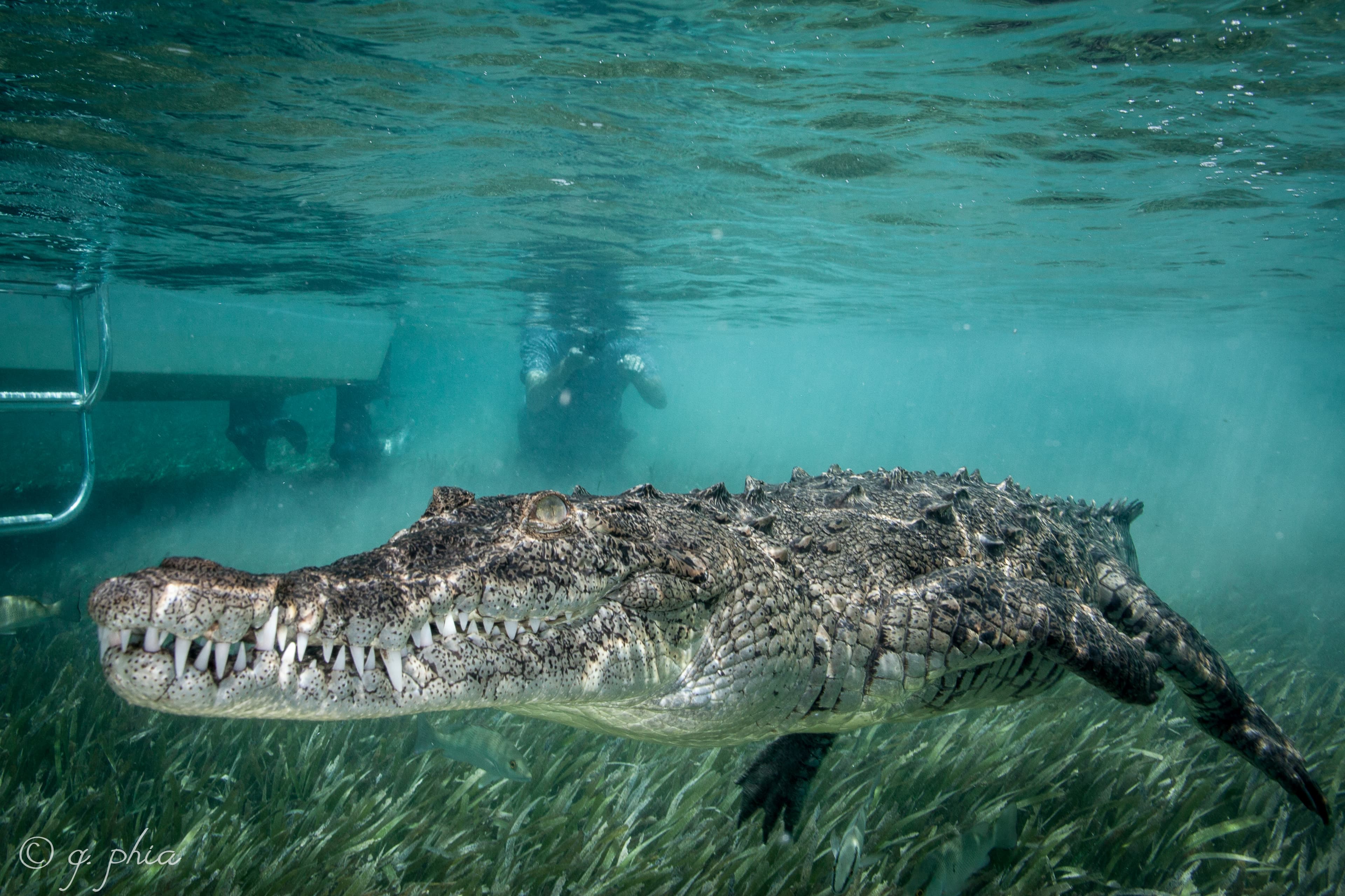 Crocodile Mangroves