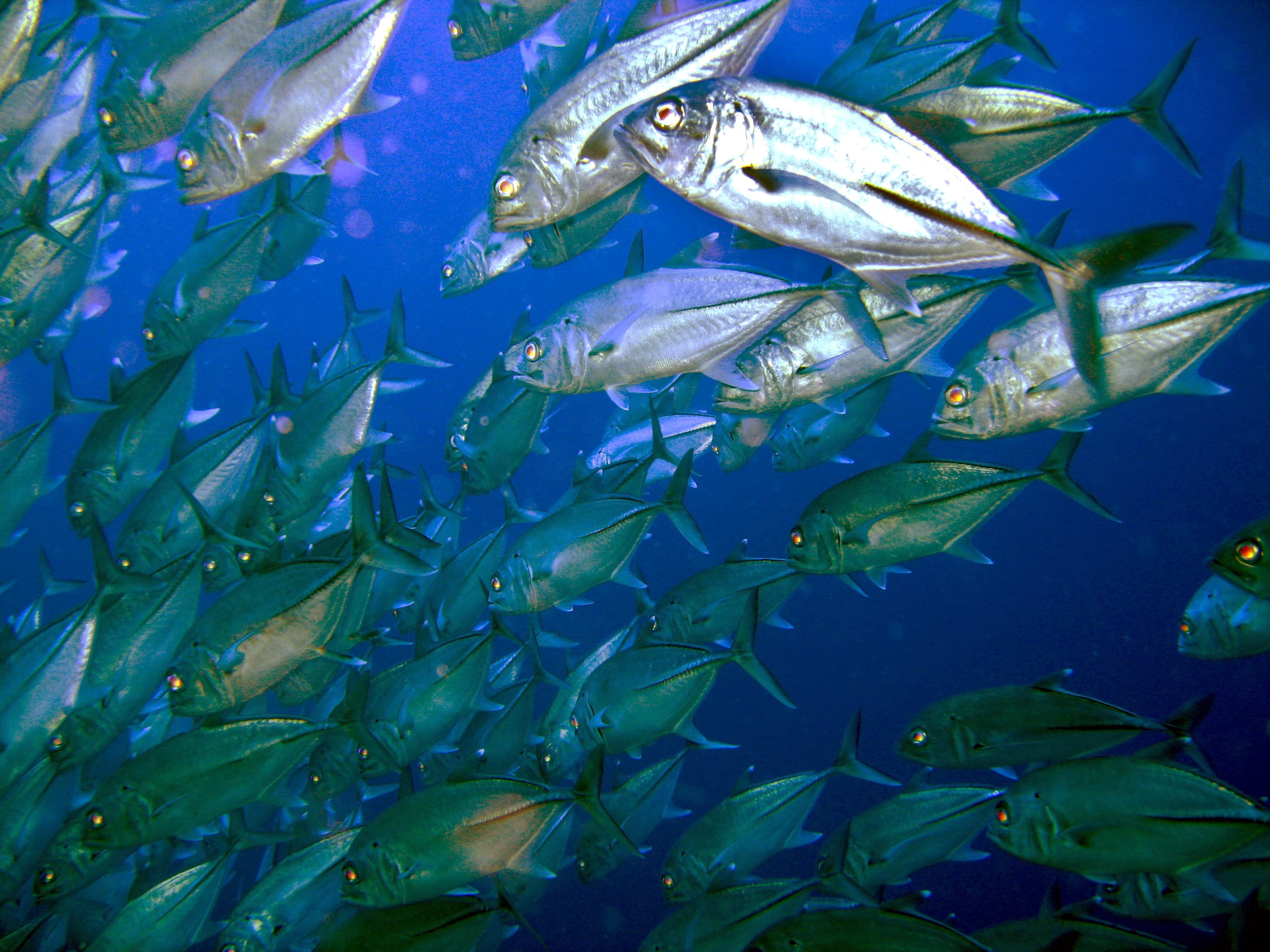 Inglis Shoals