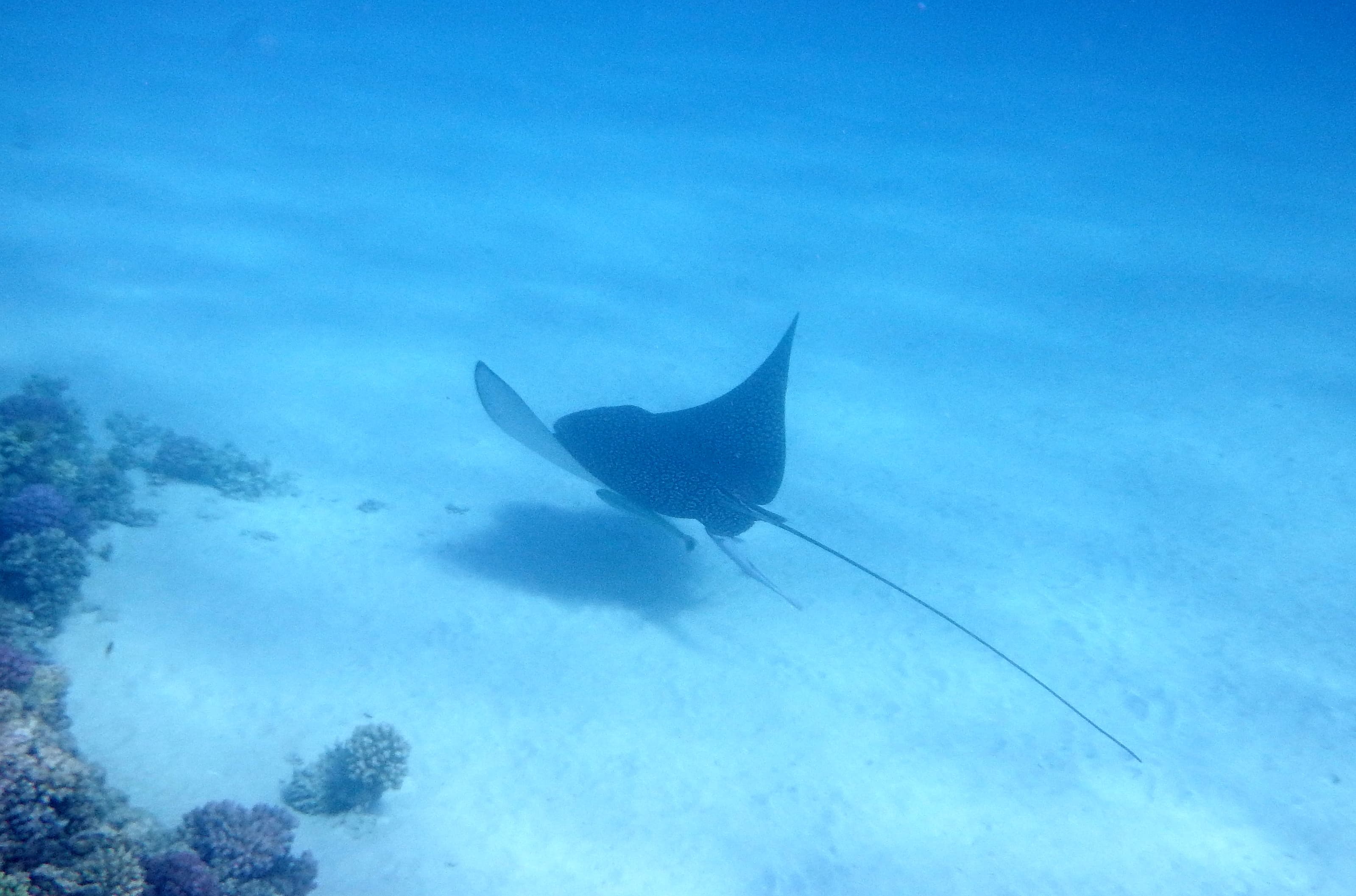 Half Moon Caye Wall