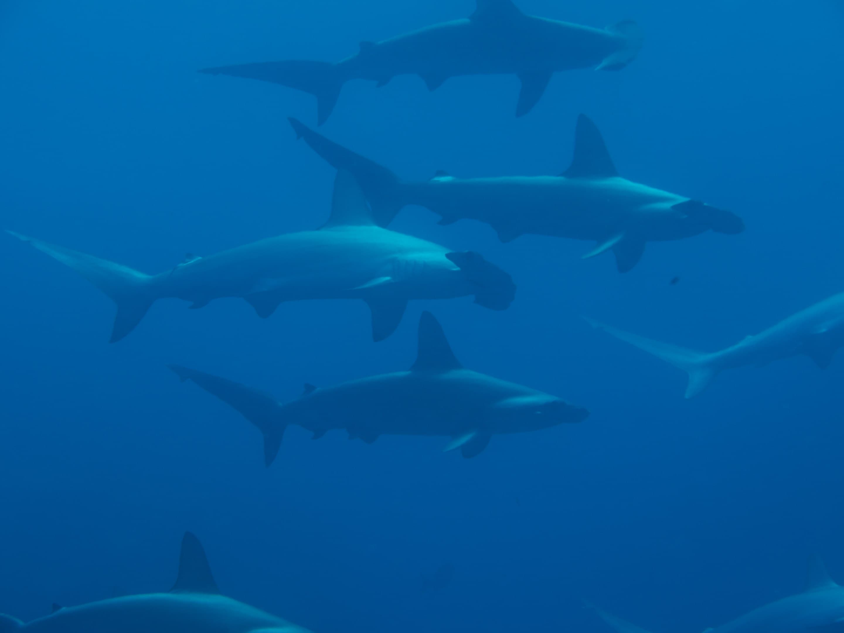 Shark Bay (Wolf Island)
