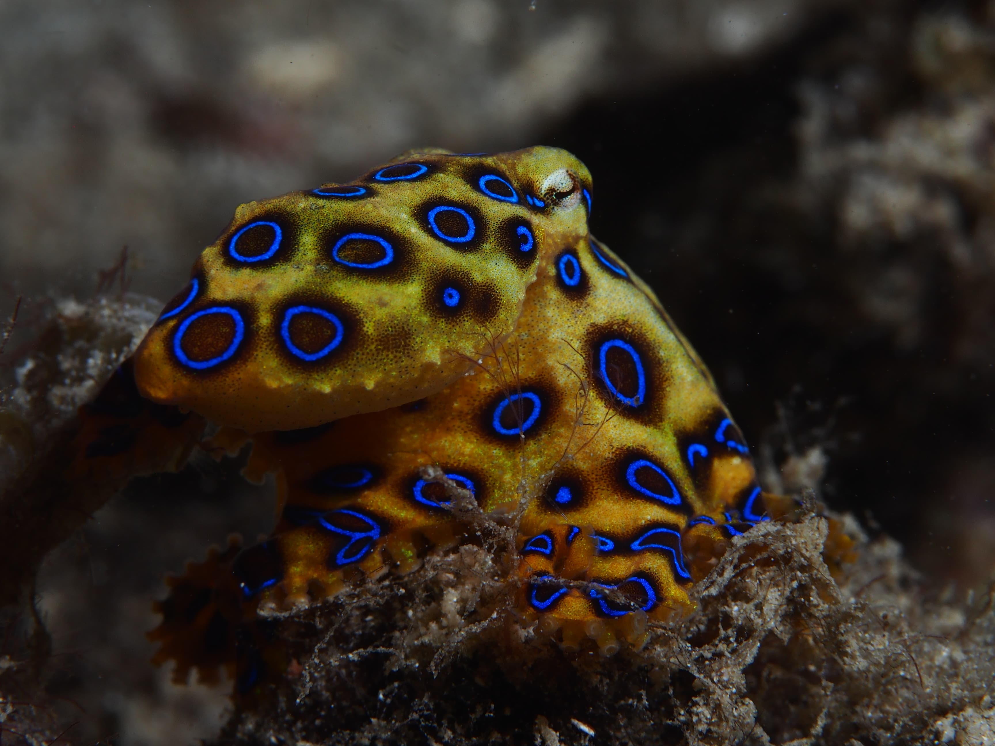 Mabul House Reef