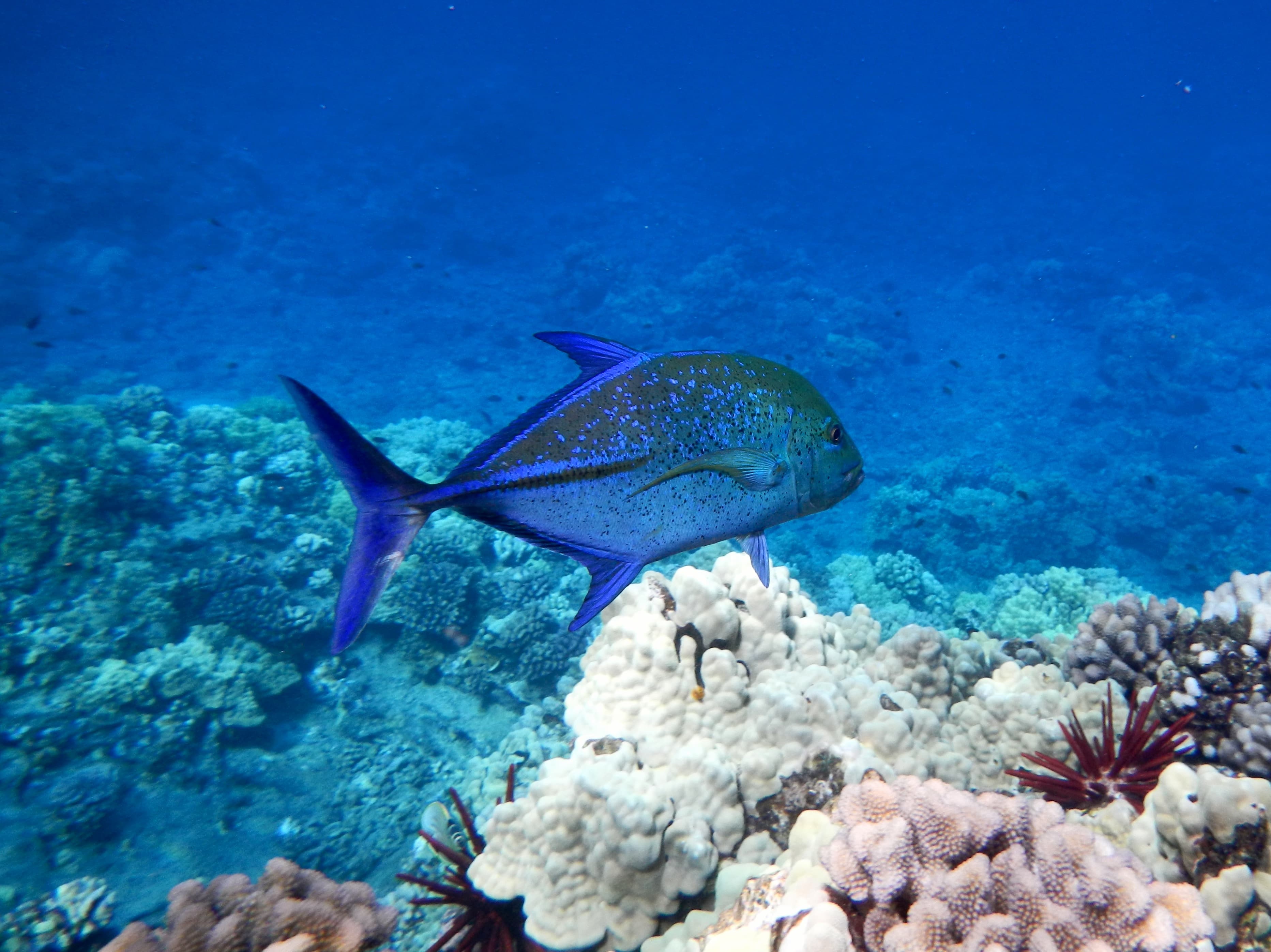 Molokini Crater
