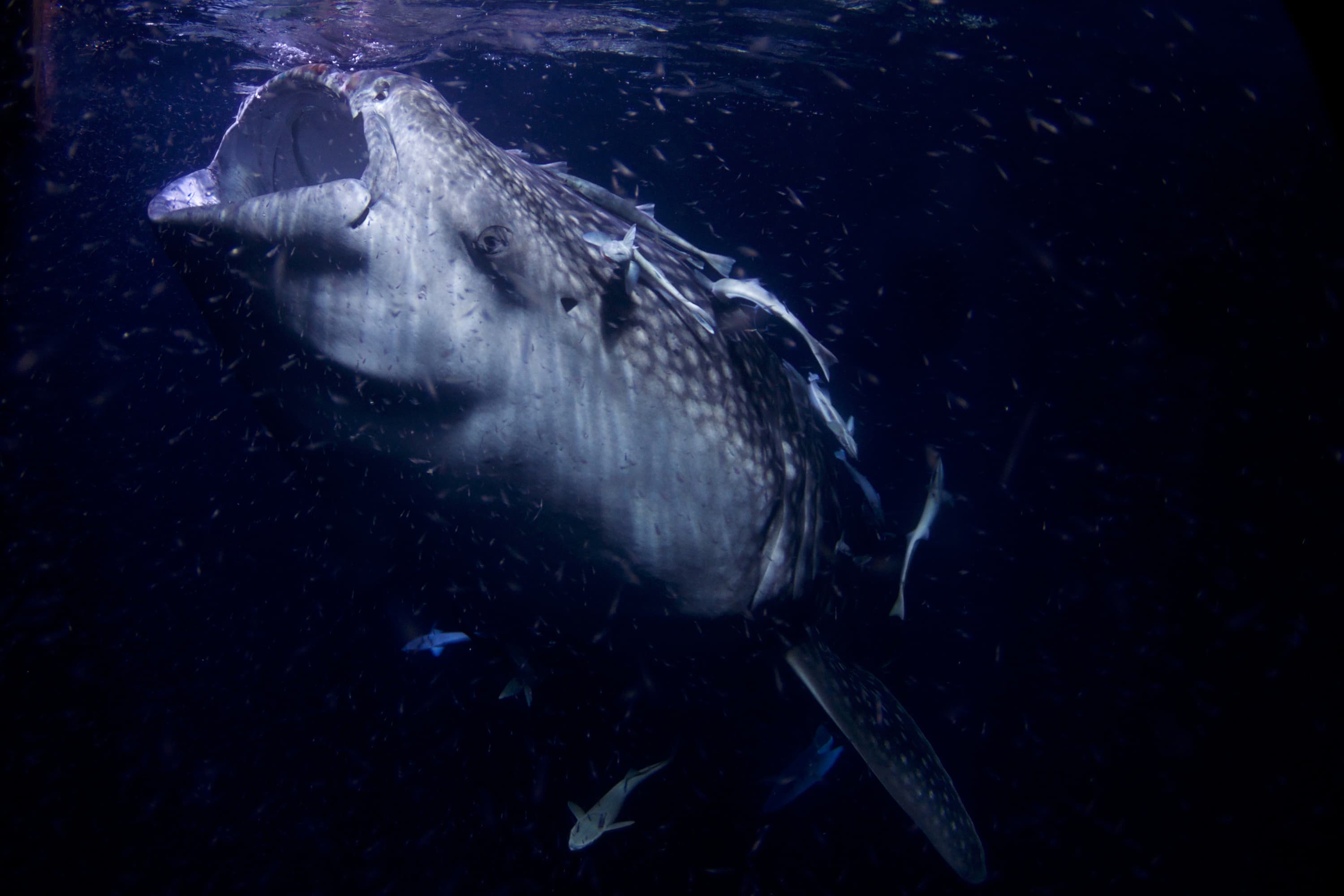 Shark Bank
