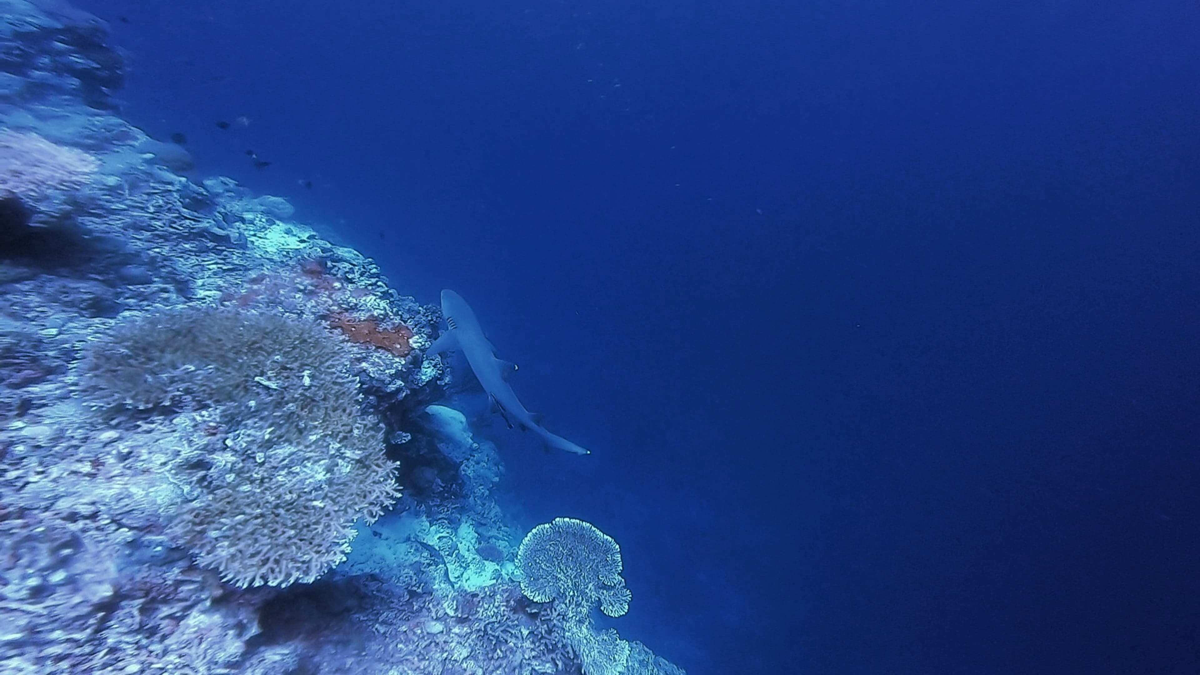 Apo Reef Shark Ridge