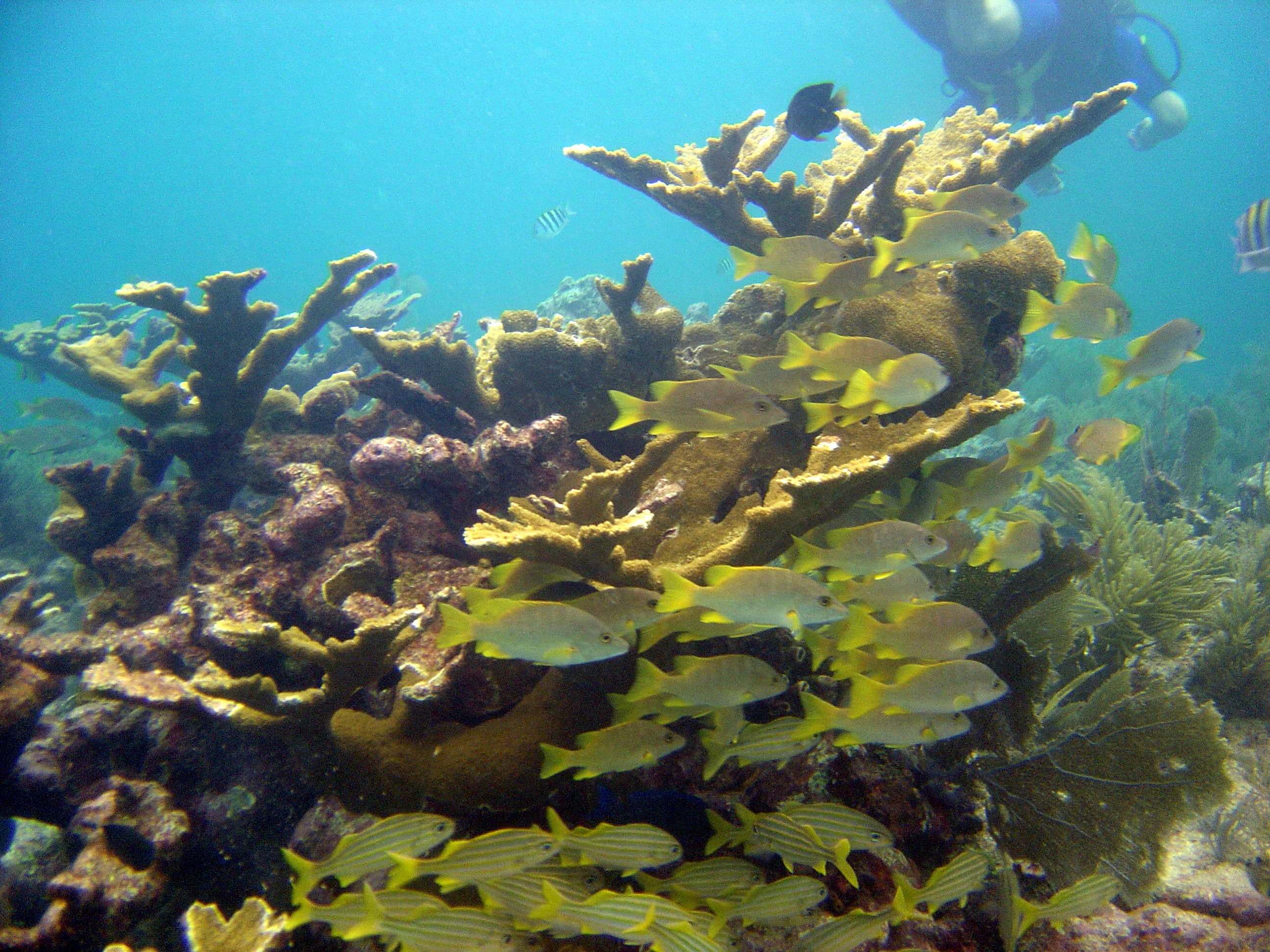 Molasses Reef